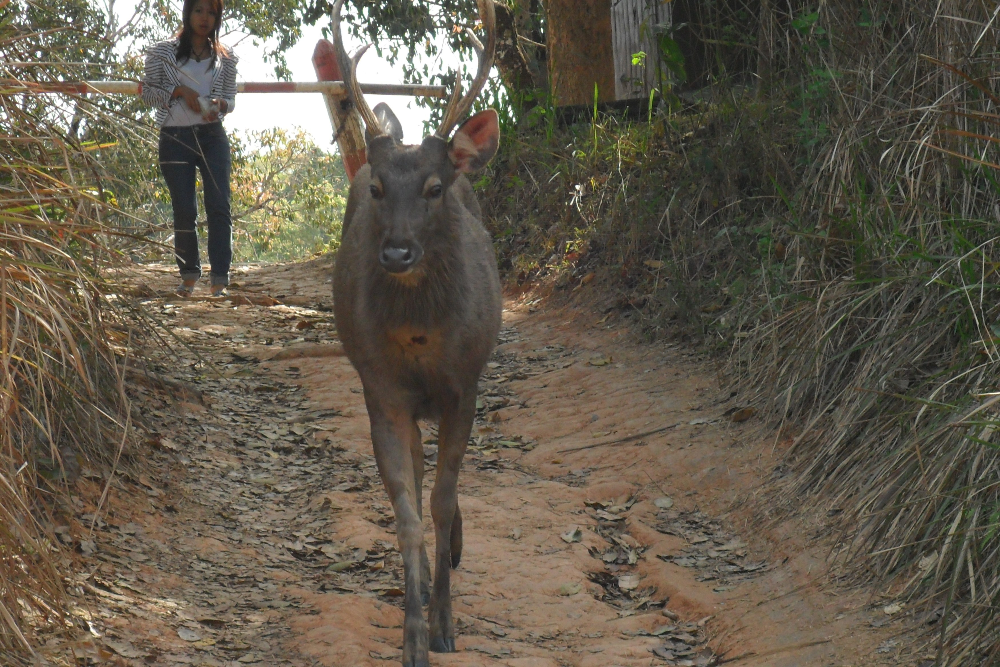 4. Khao Yai NP Nong Phug She Tower (8).JPG