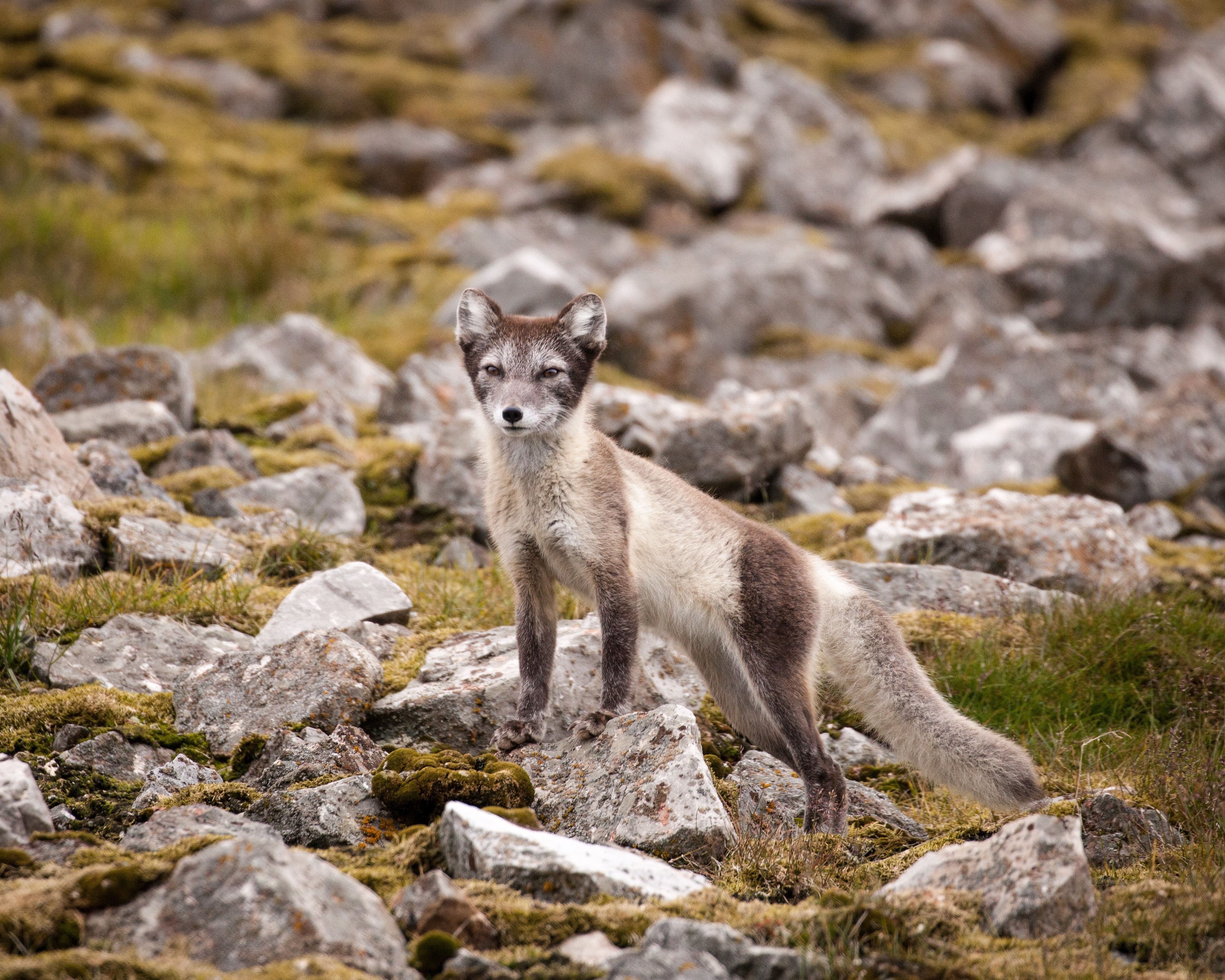 NO- Quark expeditions.arctic_fox_svalbard_acaciajohnson_1.jpg