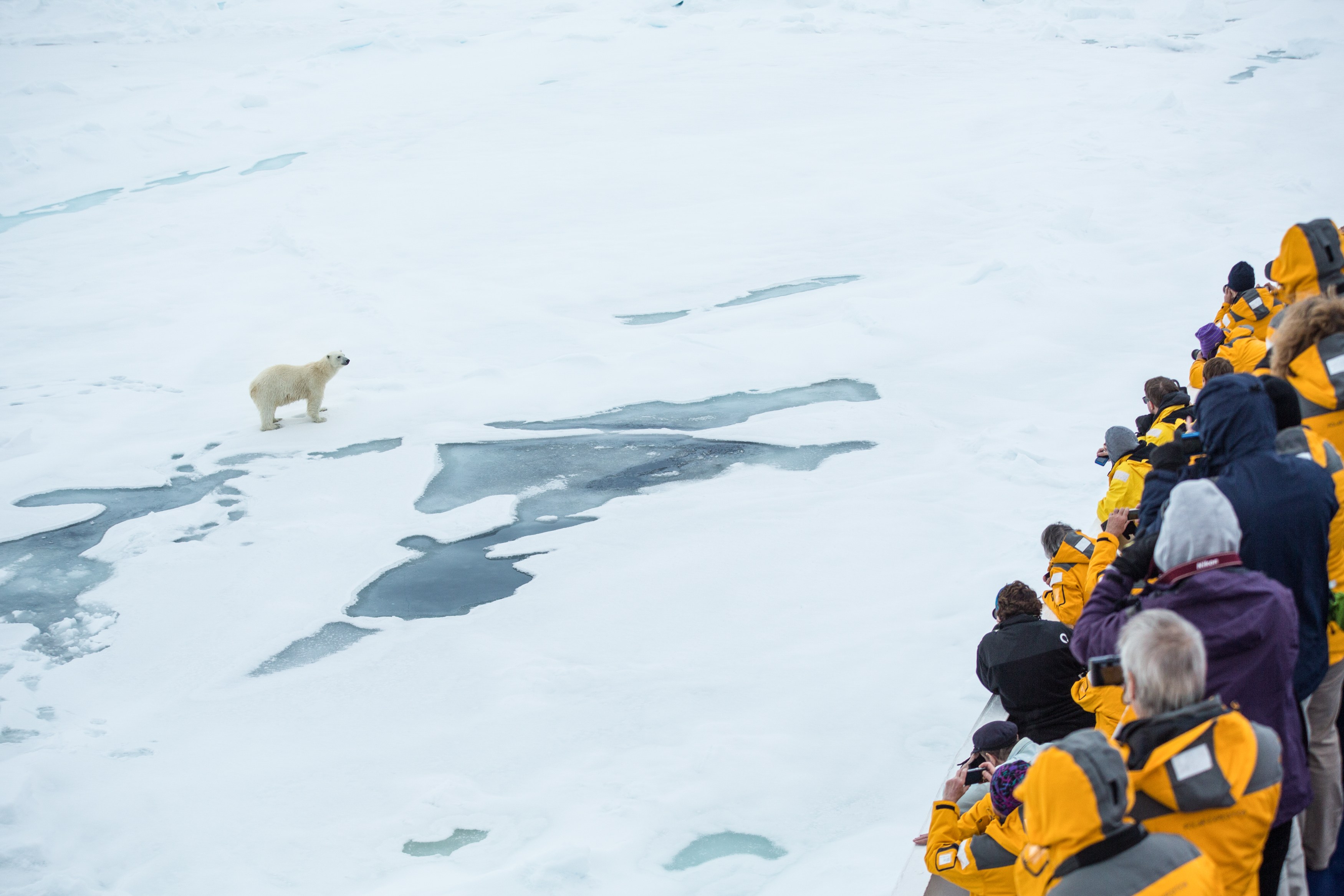 NO- Quark expeditions.svalbard_polarbear_acaciajohnson.jpg