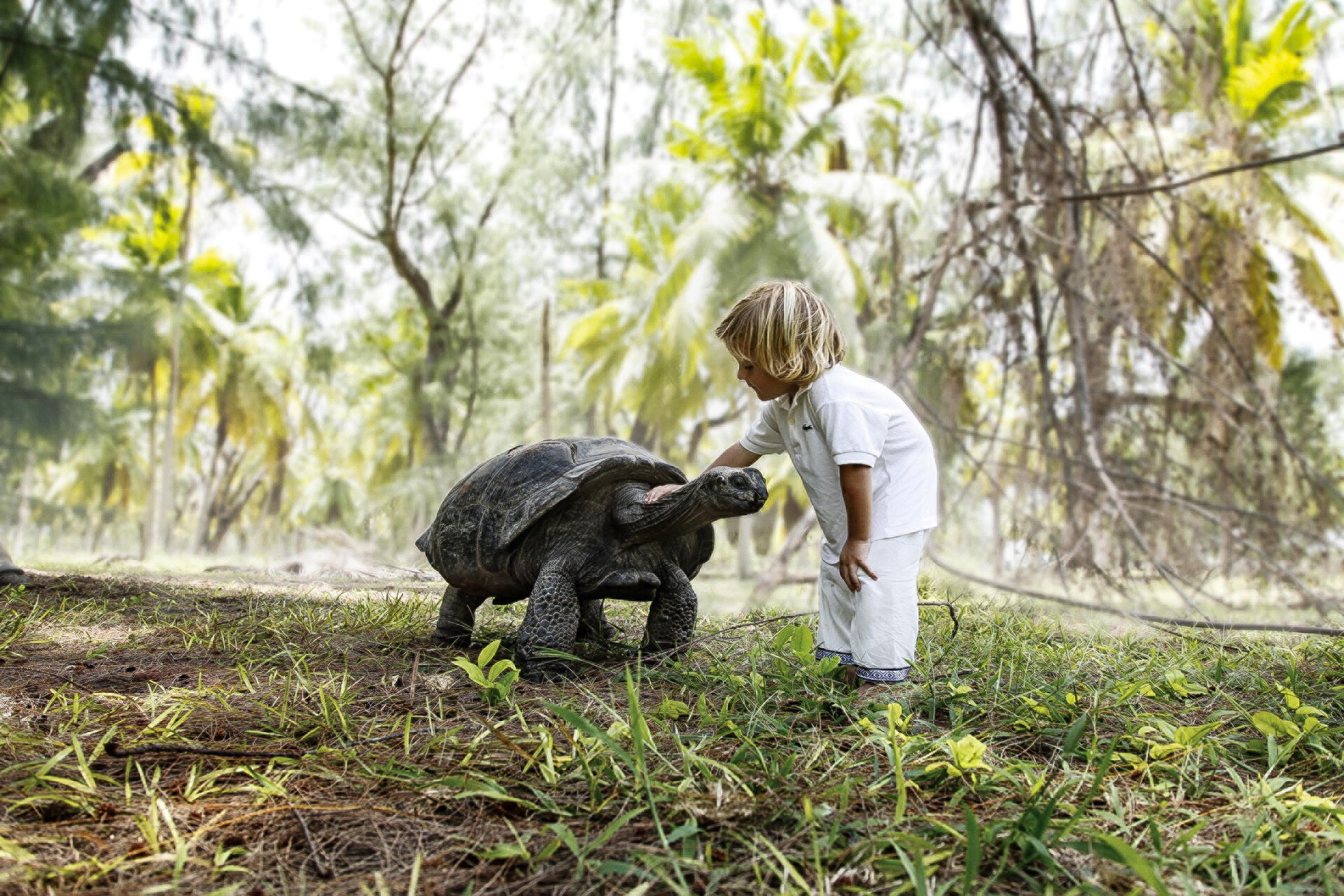 SC Seychelles Giant Tortoise Adoption (1).jpg