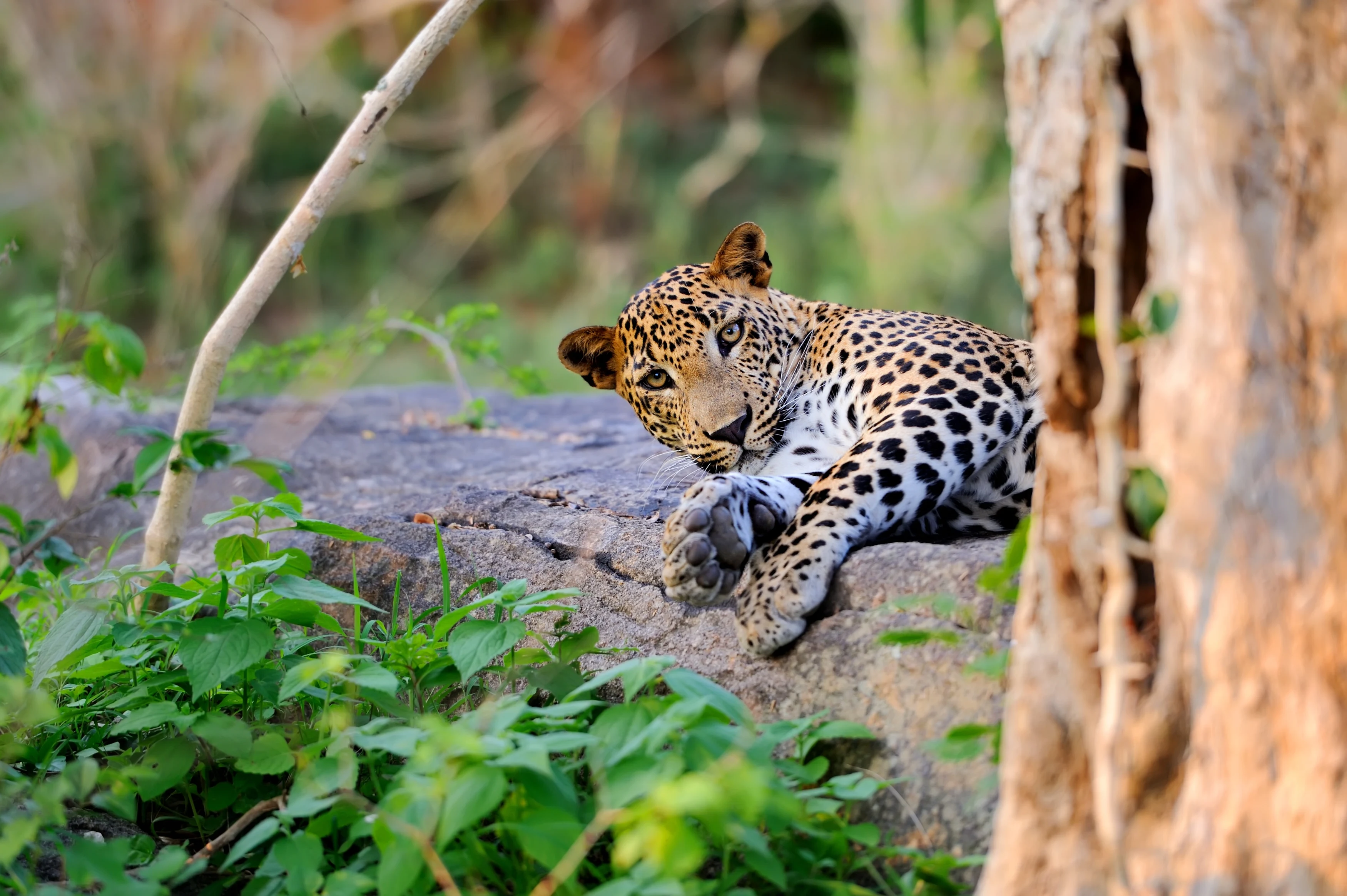 LK - Algemeen - Leopards (1).webp