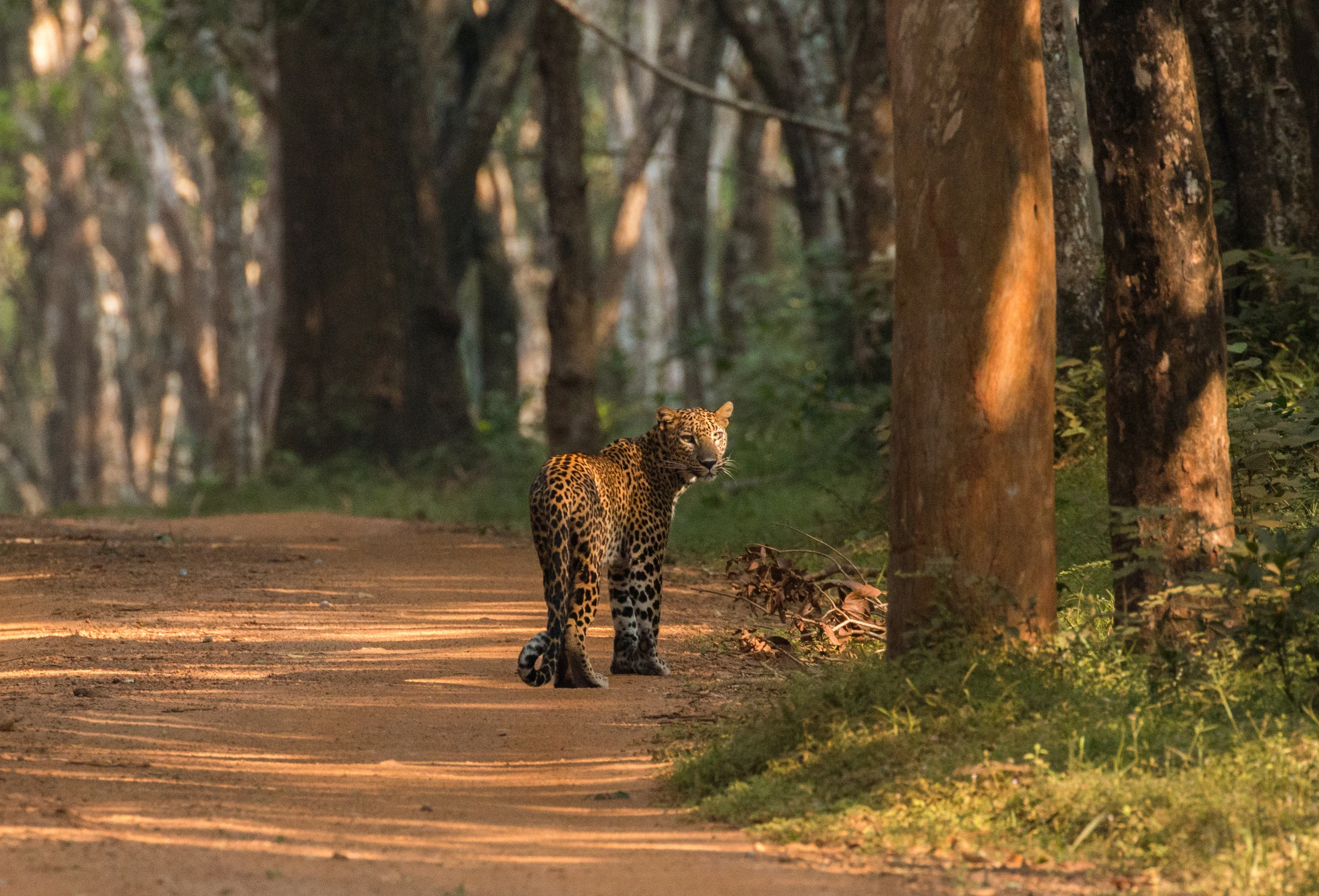 LK - Algemeen - Leopard.webp