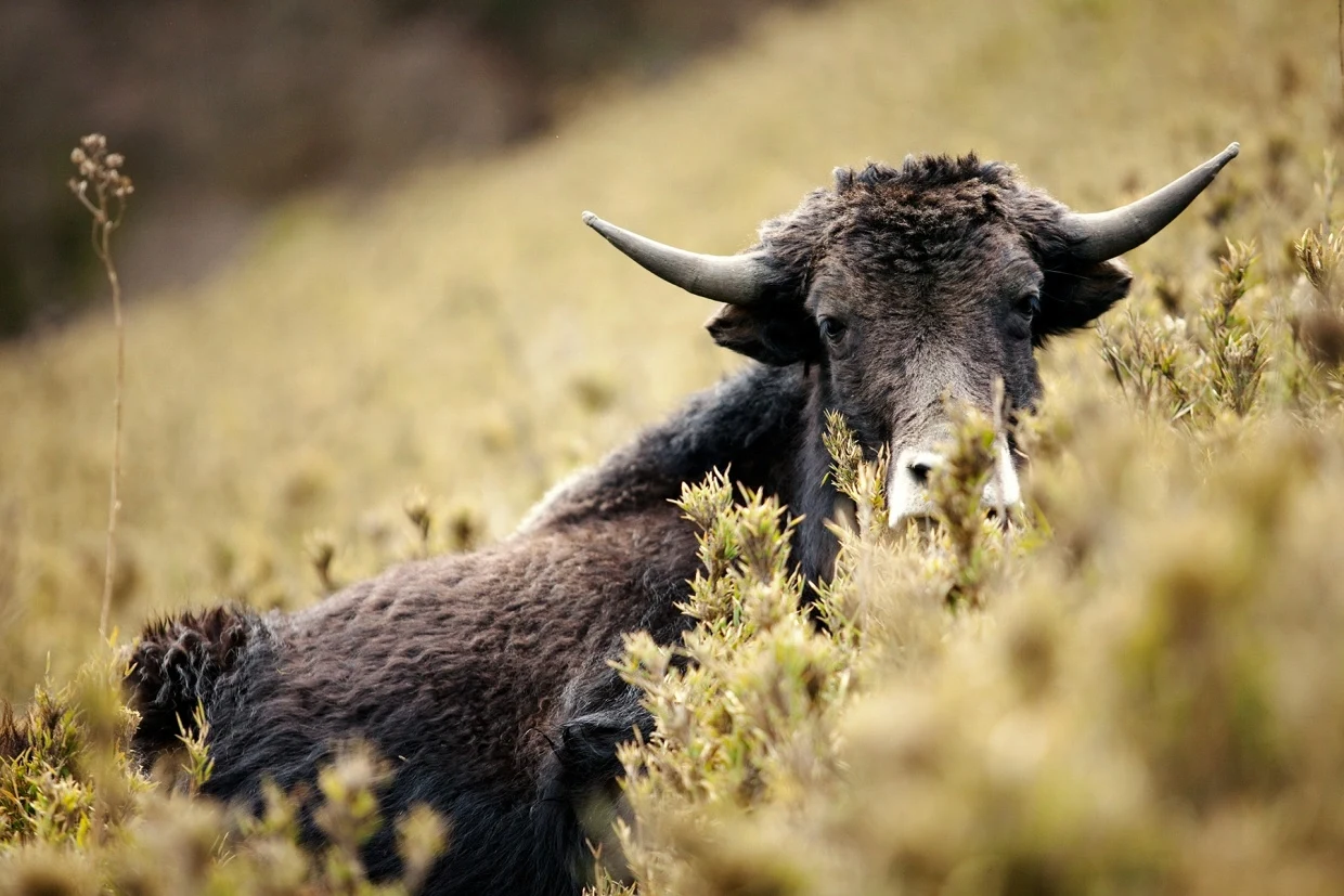 BT - Six Senses Gangtey - Yak in Phobjikha Valley.webp