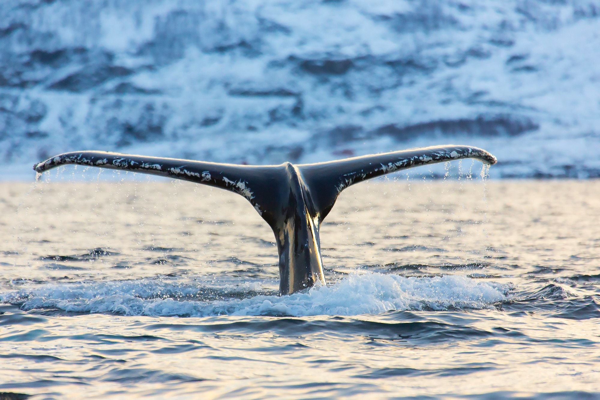NO-Lynge-Experience-whale-watching (2).jpg