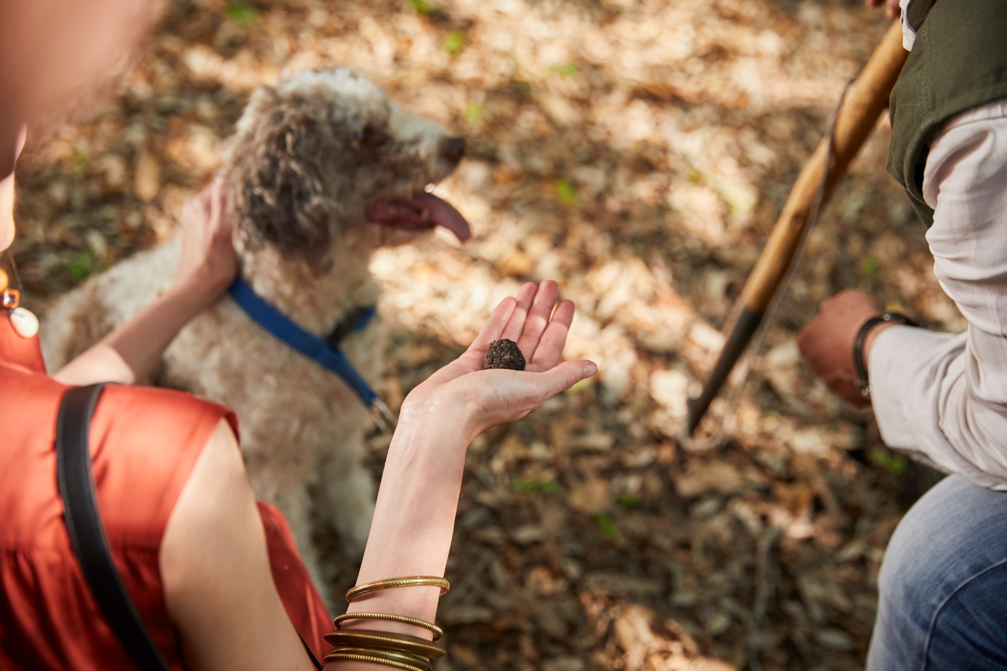 IT-Excursie-Truffle-Hunting-Belmond-Tuscany-basistekst.jpg