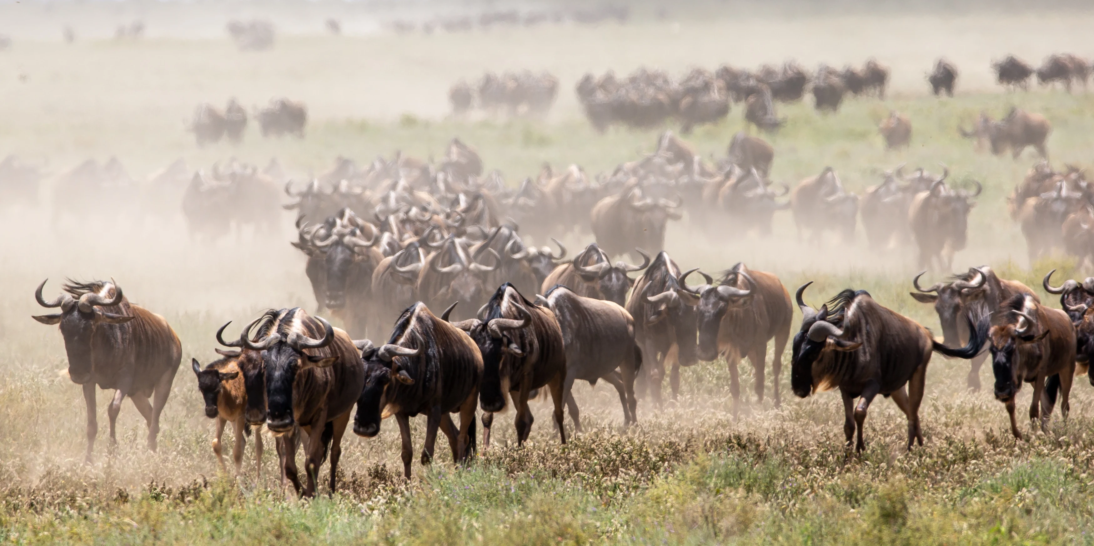 TZ-Usawa Serengeti-migration.webp