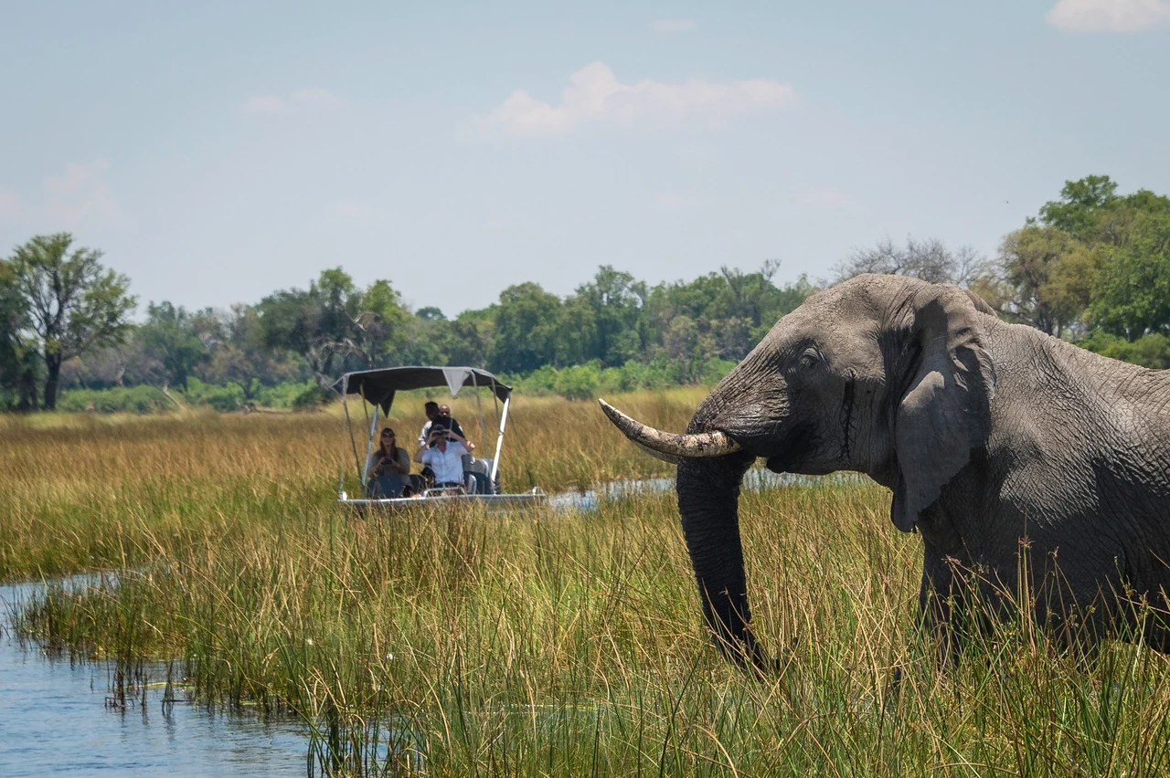 BW-Vumbura Plains-boattrip elephant.webp