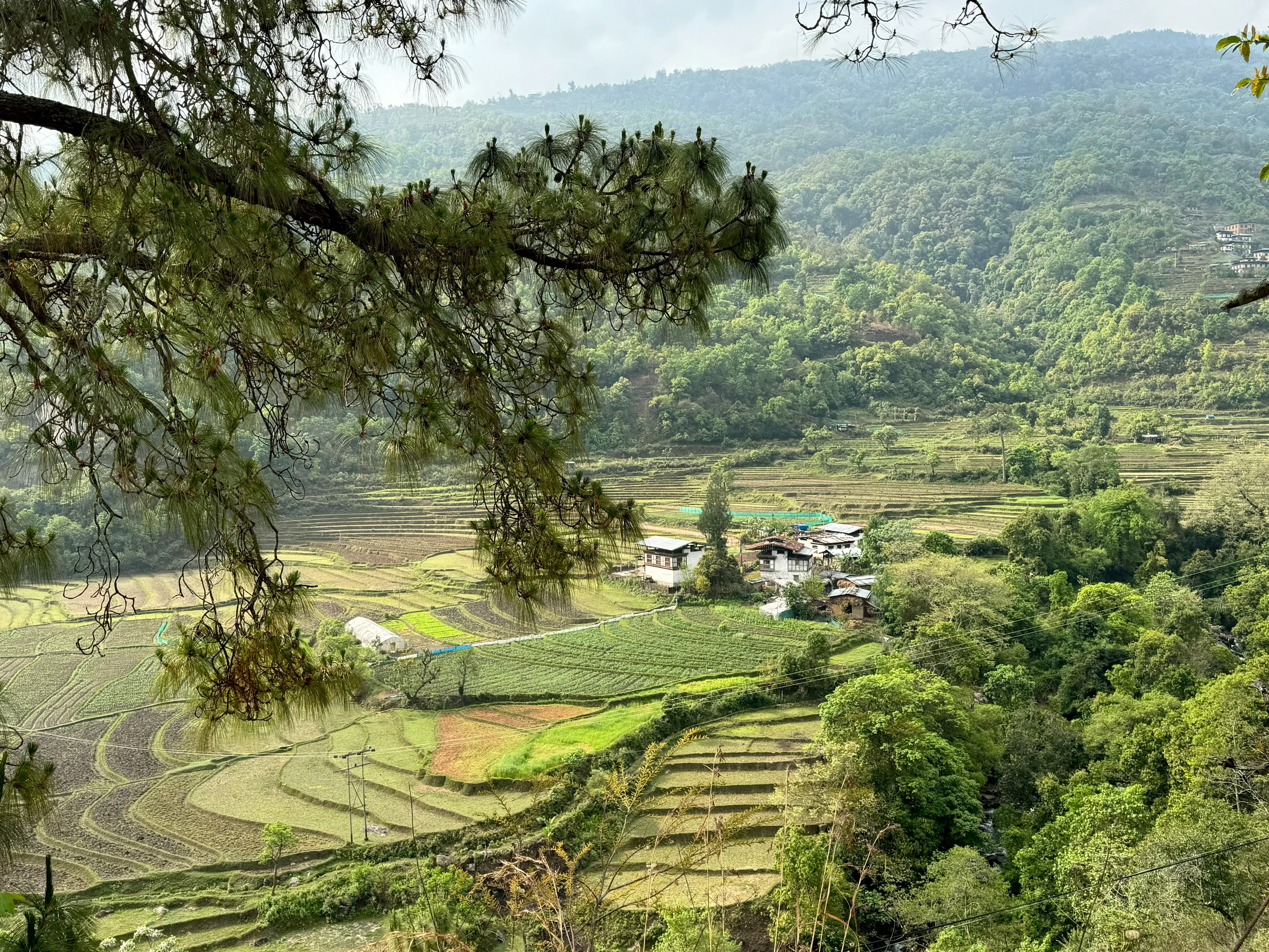 BT-vakantie-Barbara-Bhutan-Punakha-rijstvelden.webp