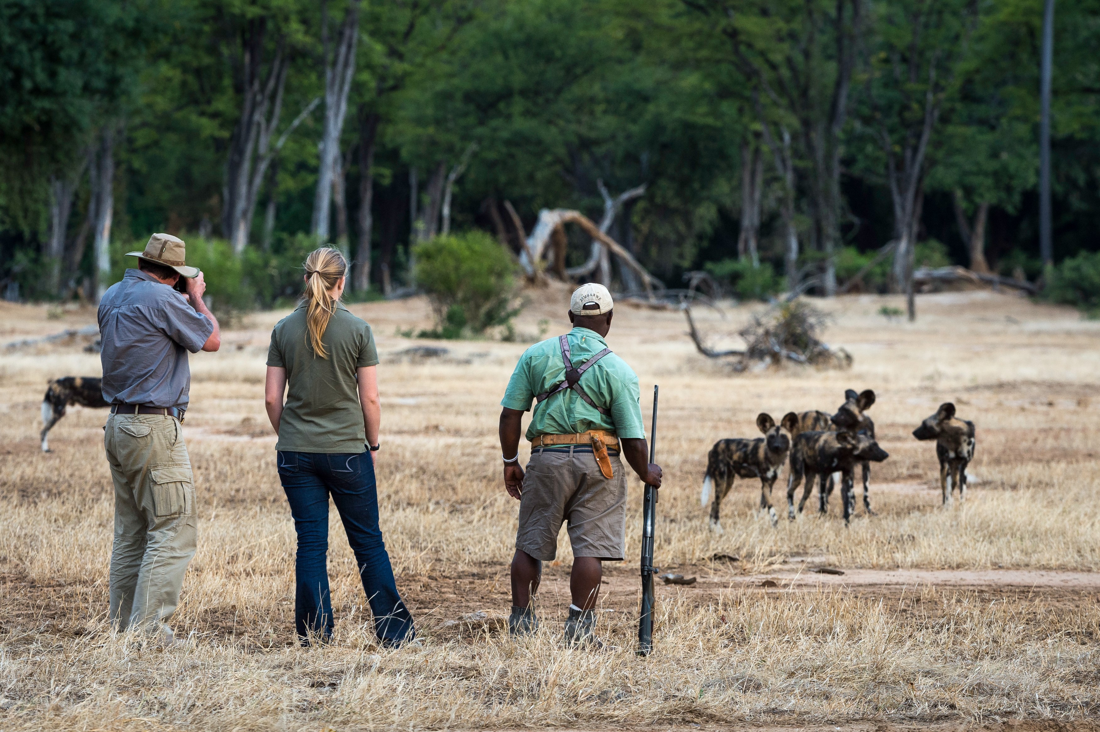 ZW - Ruckomechi Camp - Wild Dogs.jpg