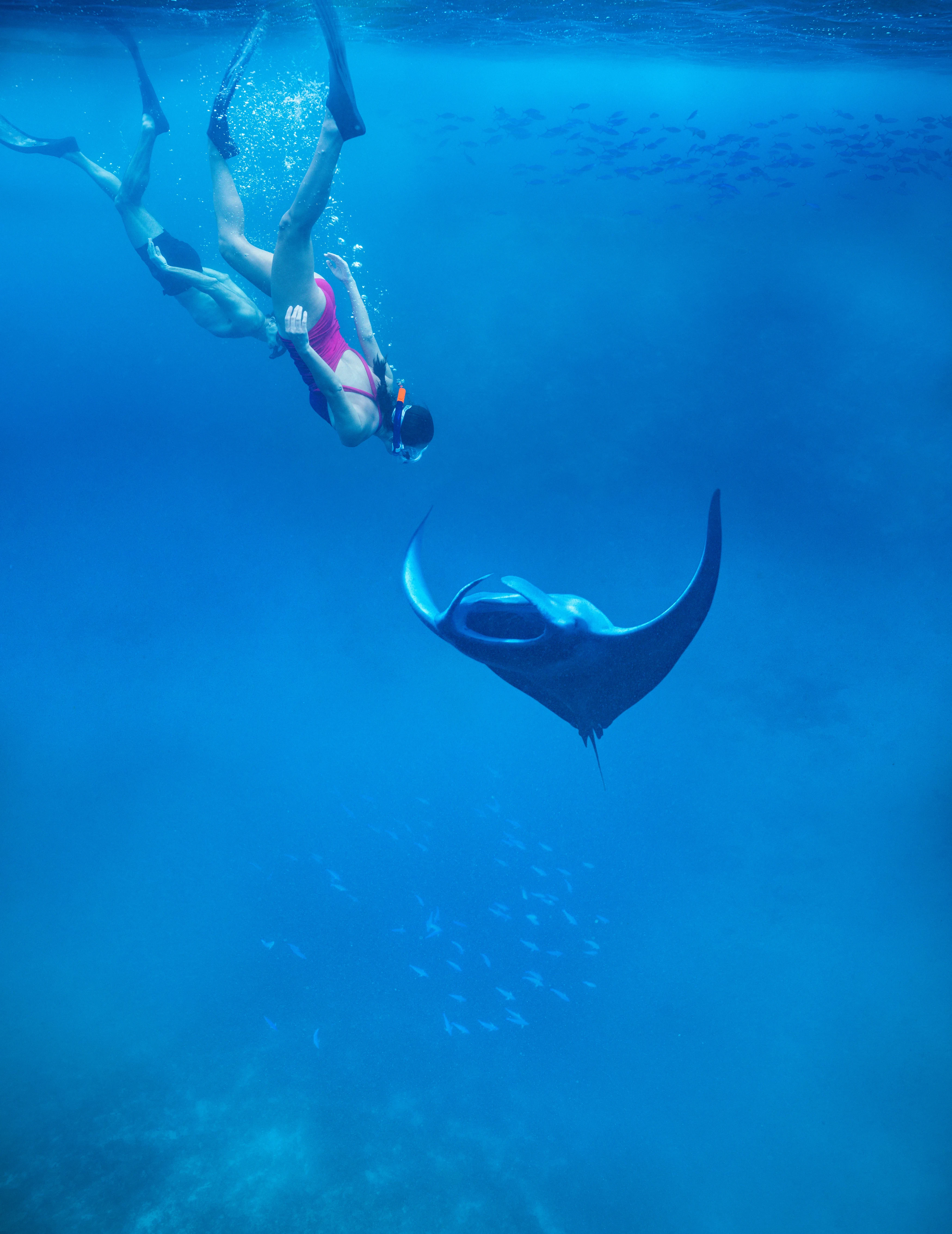 Anantara Kihavah - Manta .webp