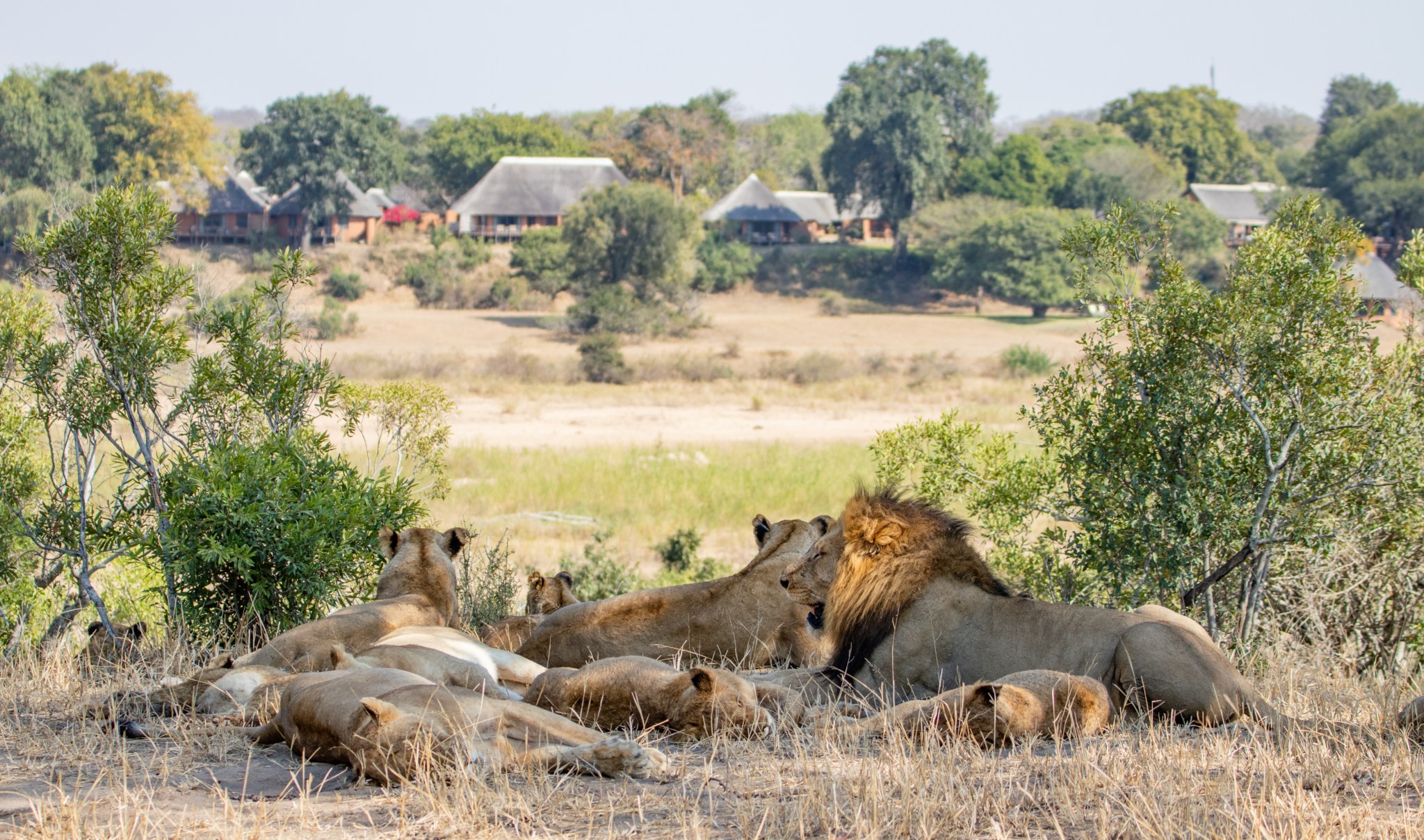 ZA-MalaMala Camp-lions in front of camp.jpg