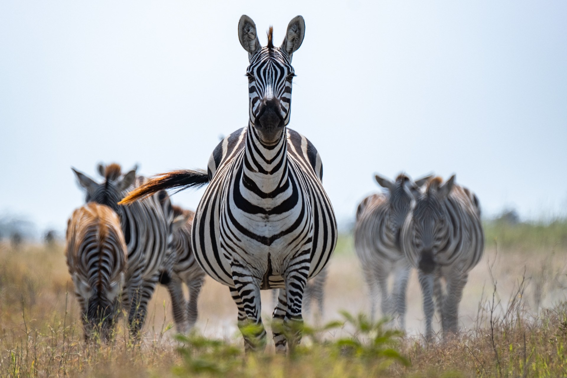 KE-Angama Amboseli - zebra.jpg