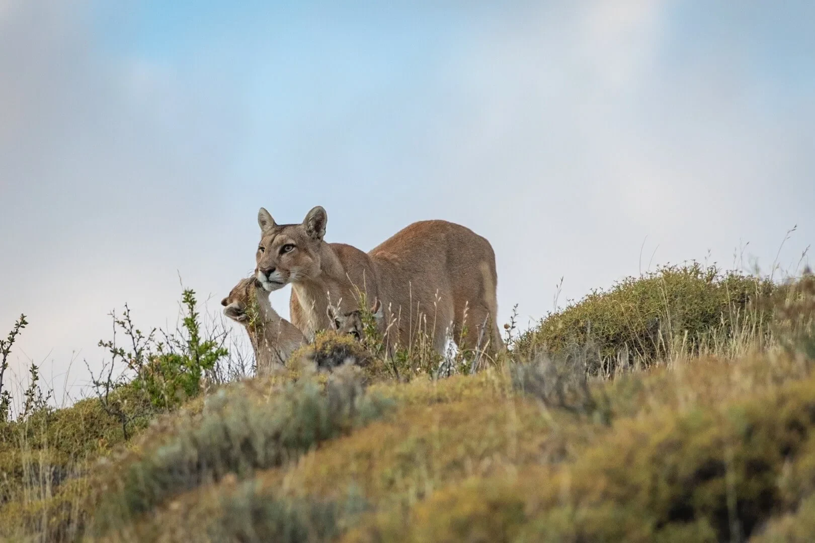 CL-Awasi-Atacama-Dieren.webp