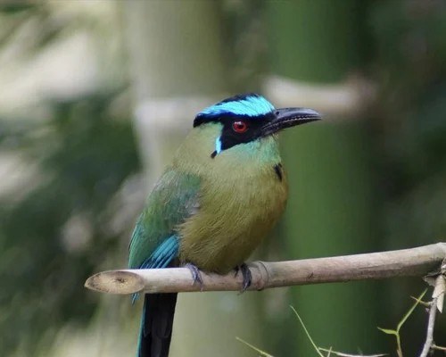 CO - Accommodatie - Hacienda Bambusa - Birdwatching.jpg