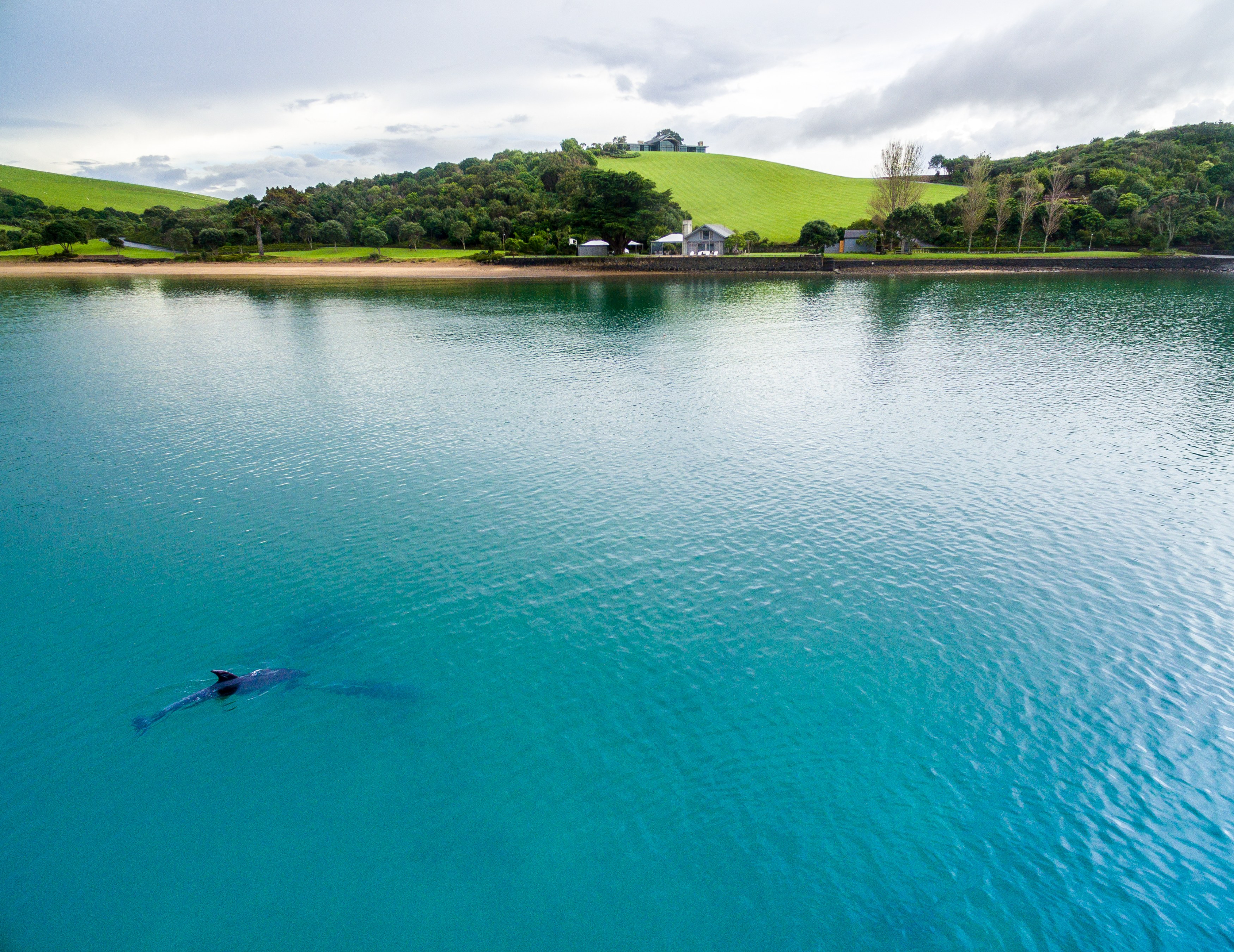 NZ - bay of islands - landing - dolphin.jpg