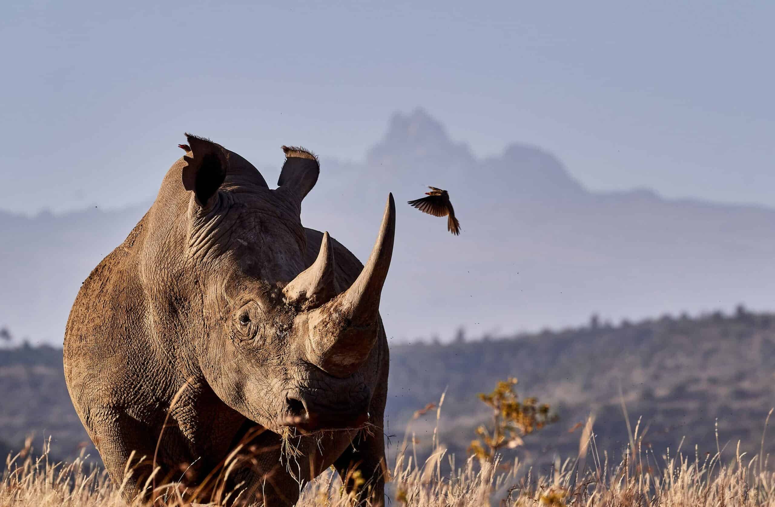 KE-Lengishu House-rhino.jpg