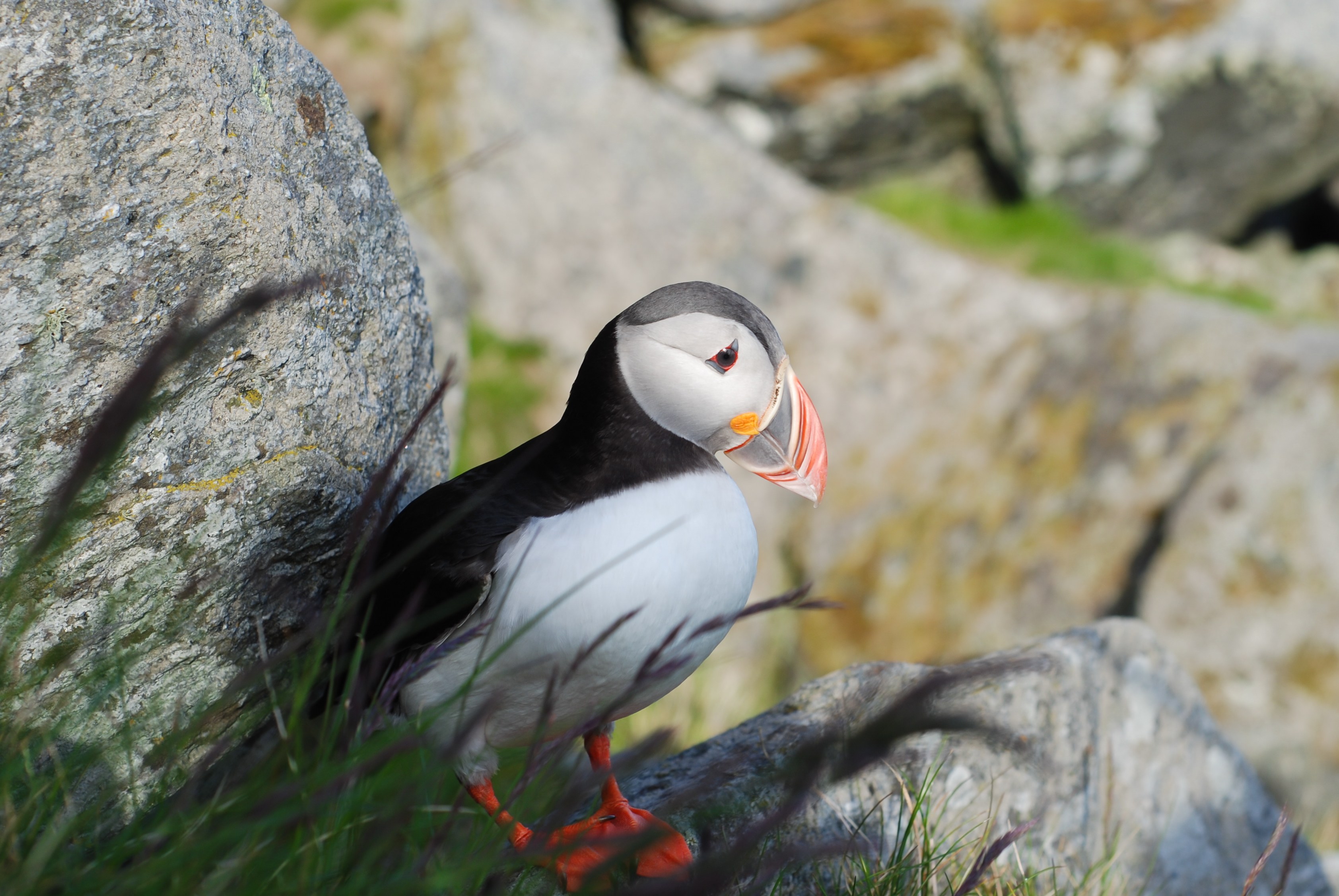 NO - Puffin - Credit@ChristianRemøy.jpg