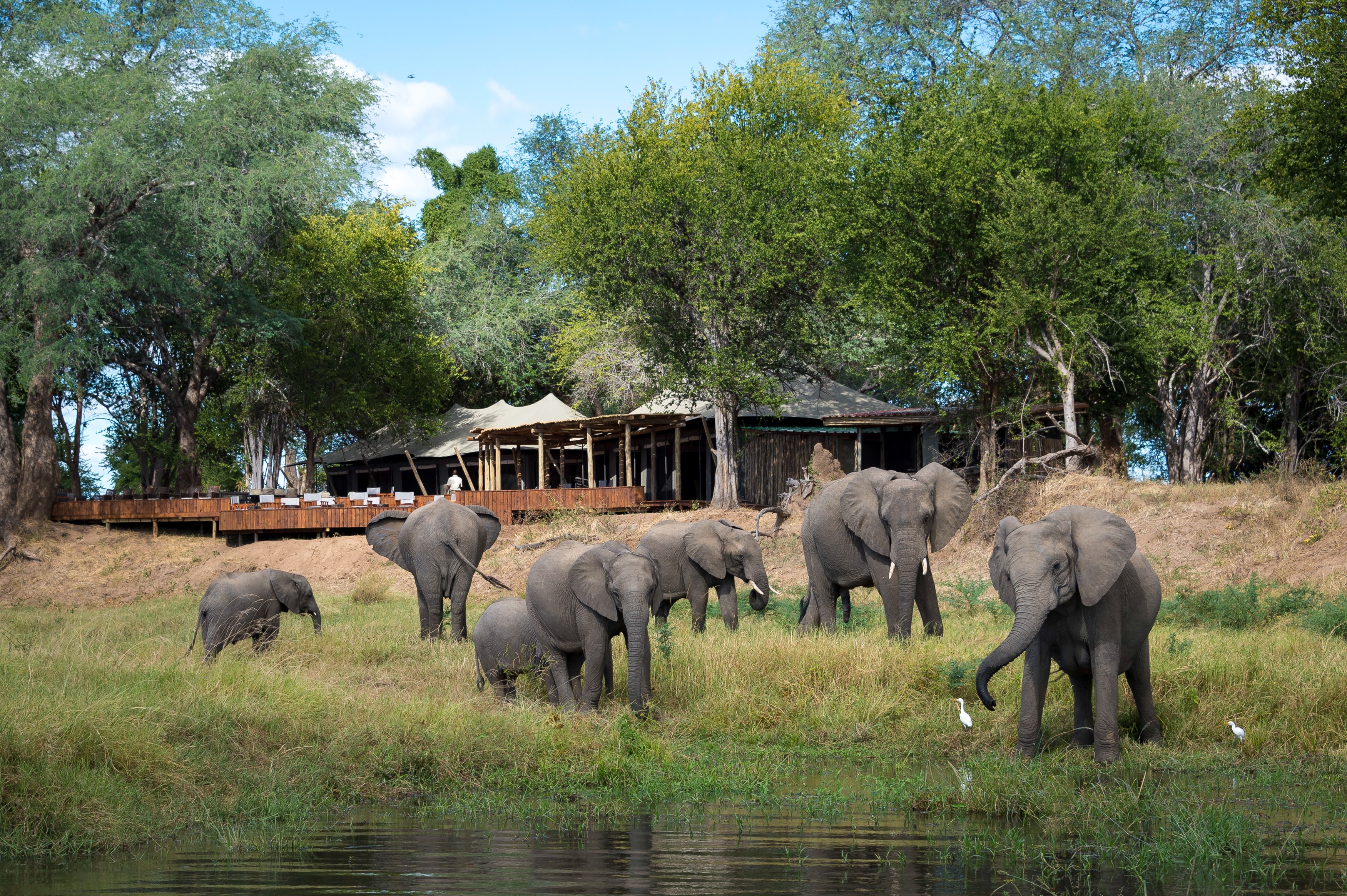 ZW - Ruckomechi Camp - Elephants.jpg