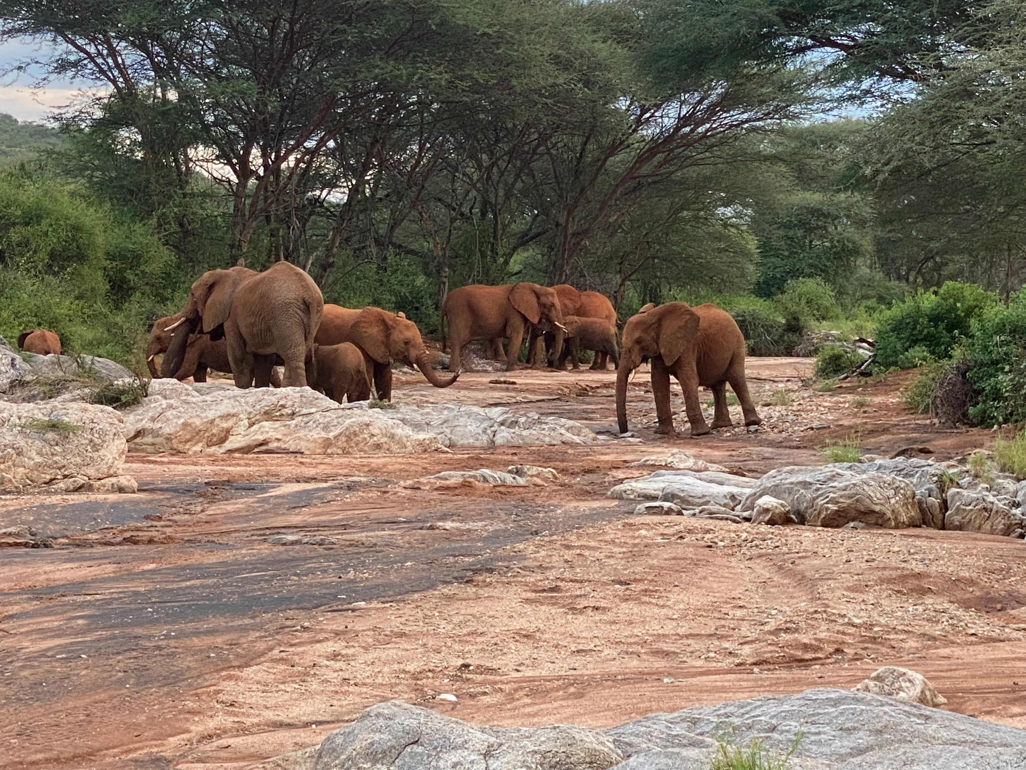 KE-Samburu-Olifanten in de droge rivierbedding in Samburu.webp