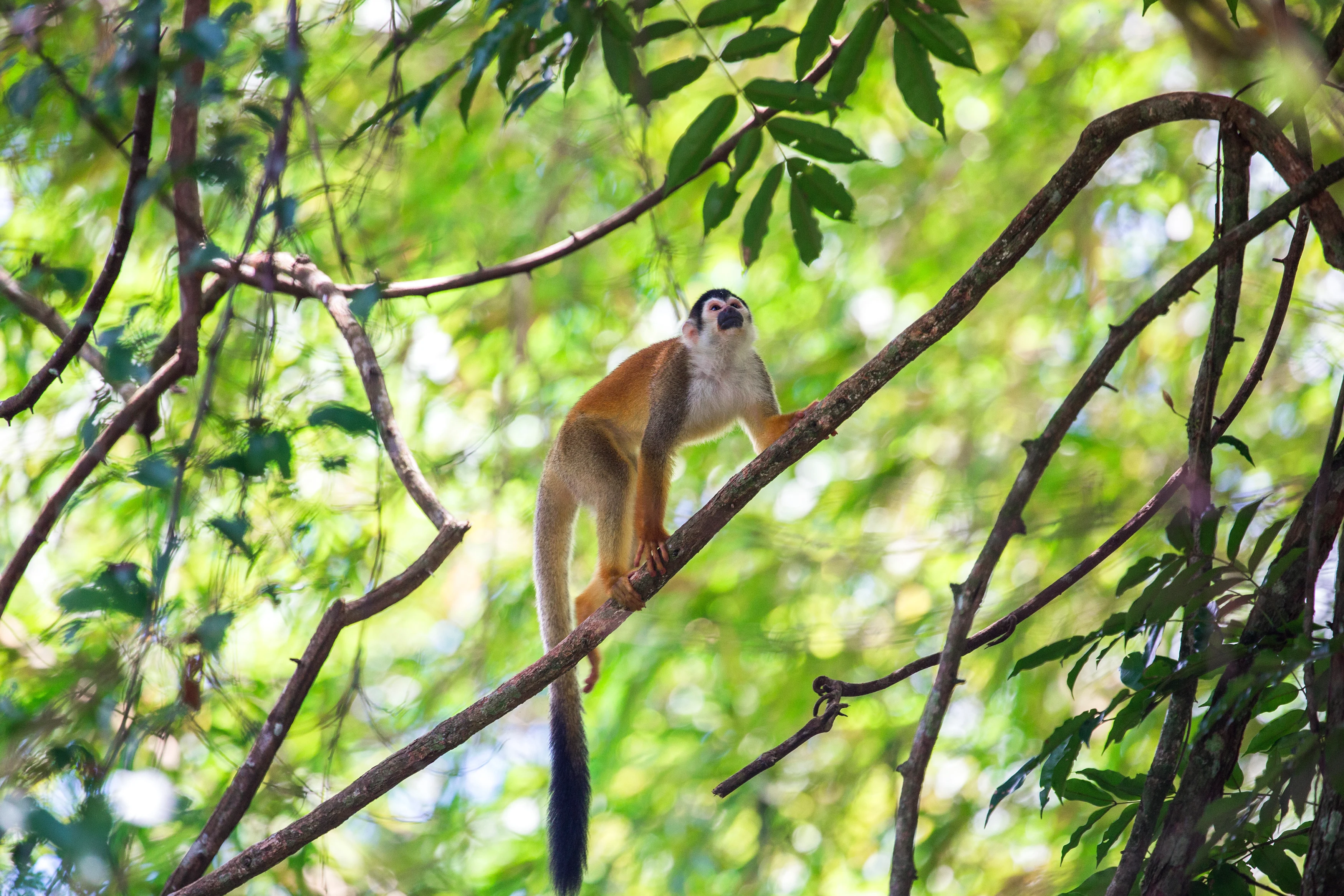 CR-Verkeersbureau Costa Rica Beeld -Monkey.webp
