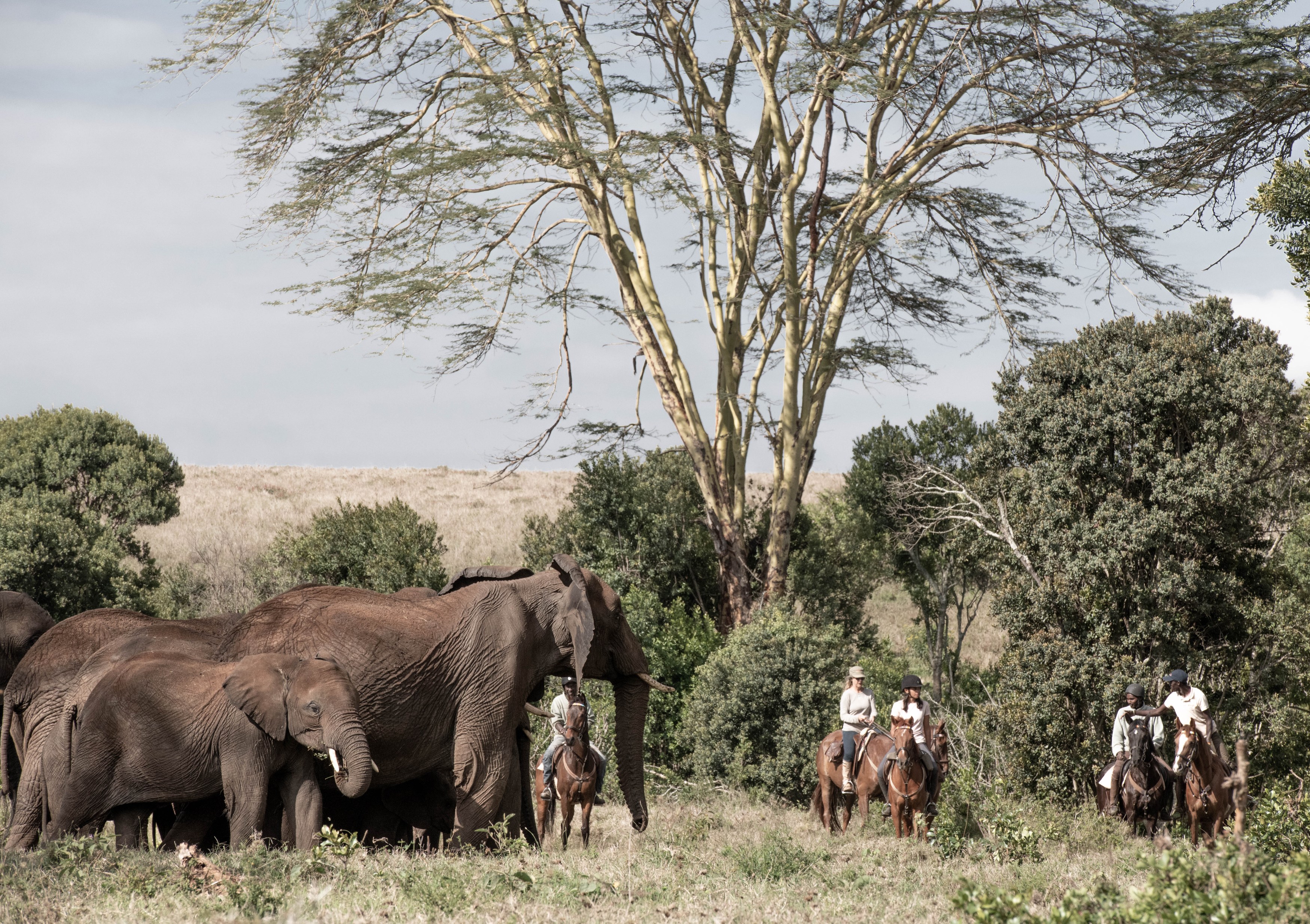 KE-Borana-horse-riding-elephants.jpg