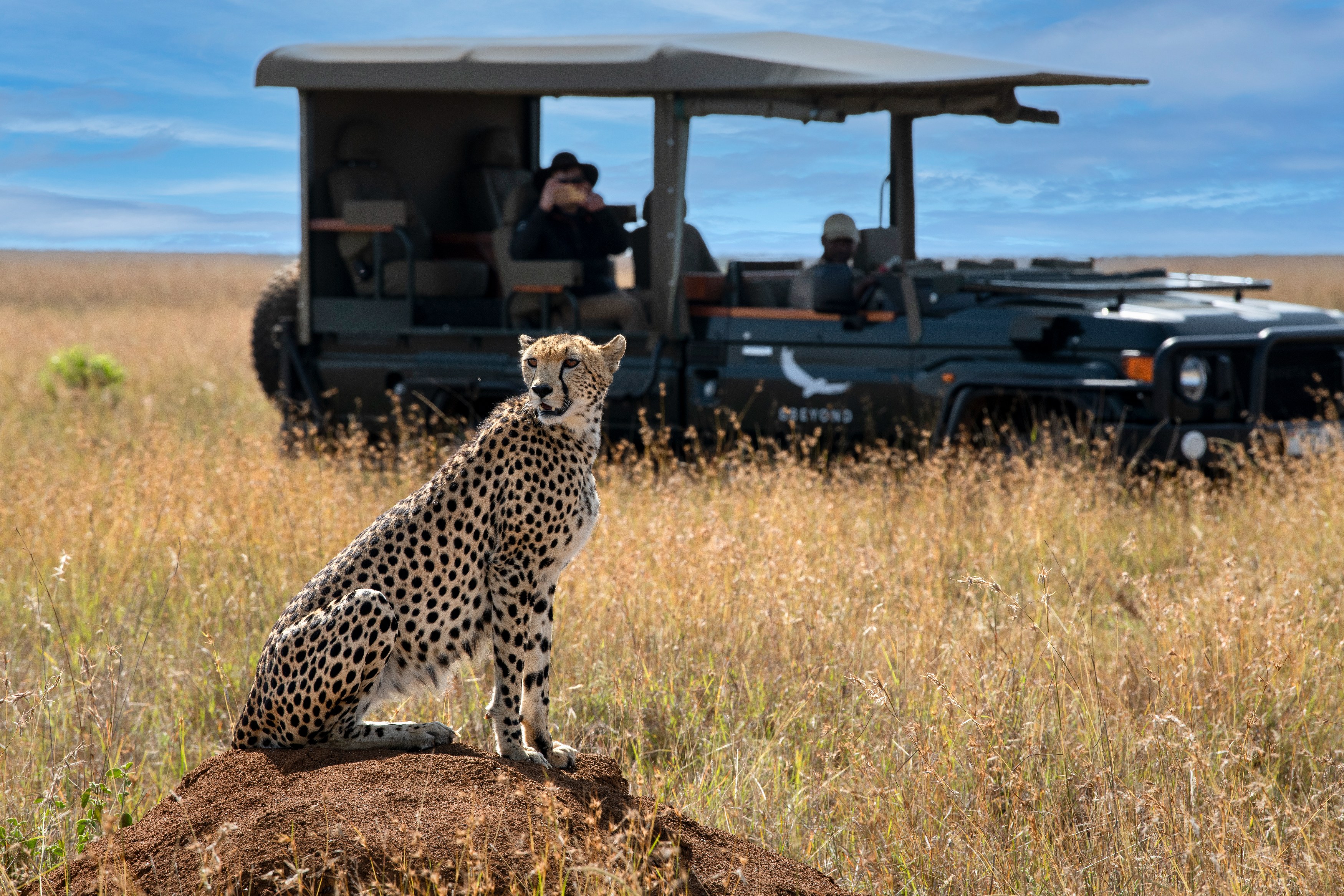 Ke-accommodatie-Suyian-Conservancy-Game-Drive-Cheetah _15_.jpg