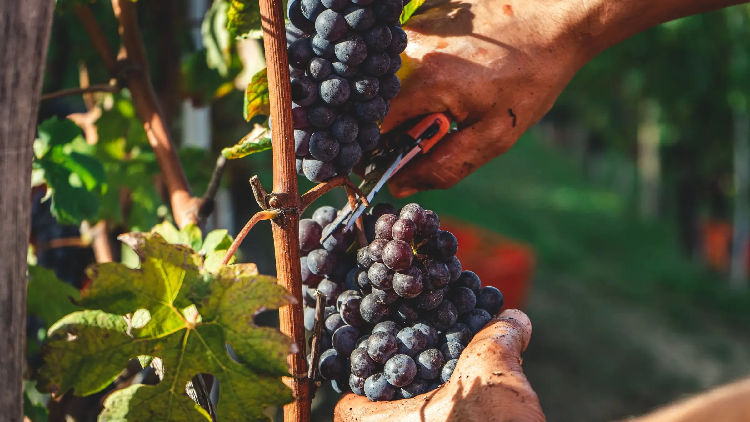 PT - Alentejo - Harvesting 2.webp