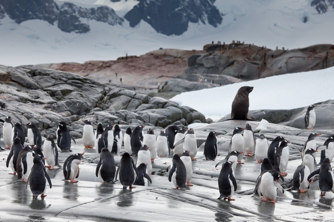AQ-Antartica 21- Pinquins.jpeg