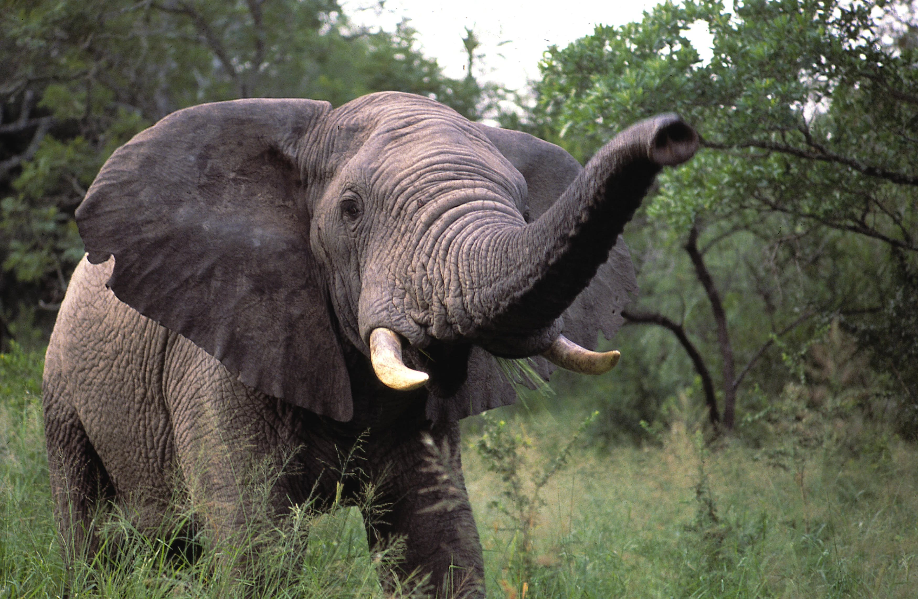 ZA - Elephant.webp