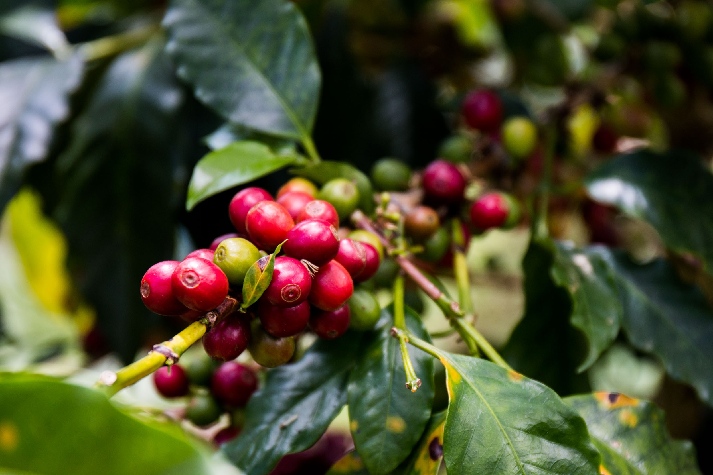 CO-excursie-SECRETS-OF-COFFEE-header.jpg