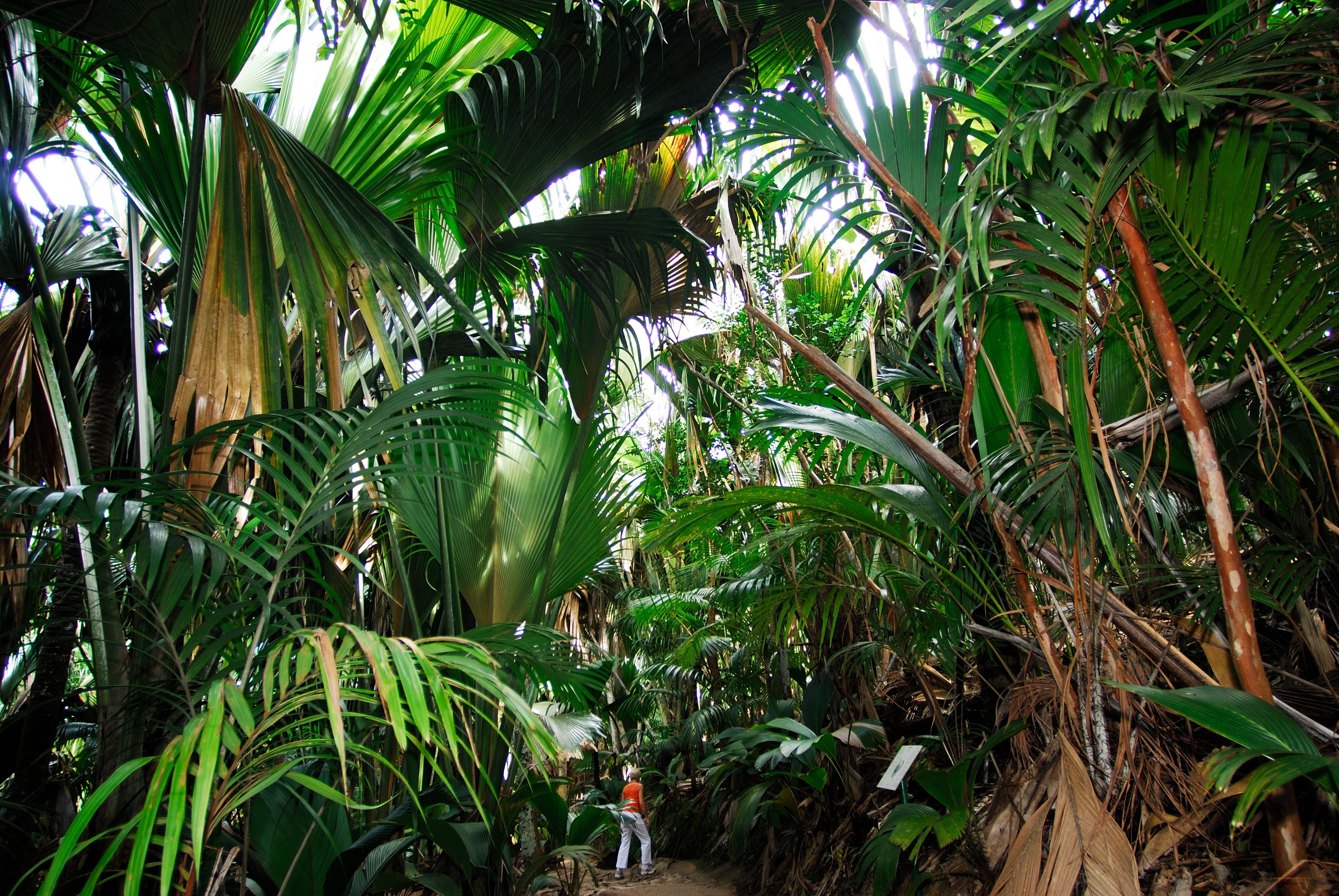 SC-Praslin-Raymond Sahuquet Vallee de Mai.jpg