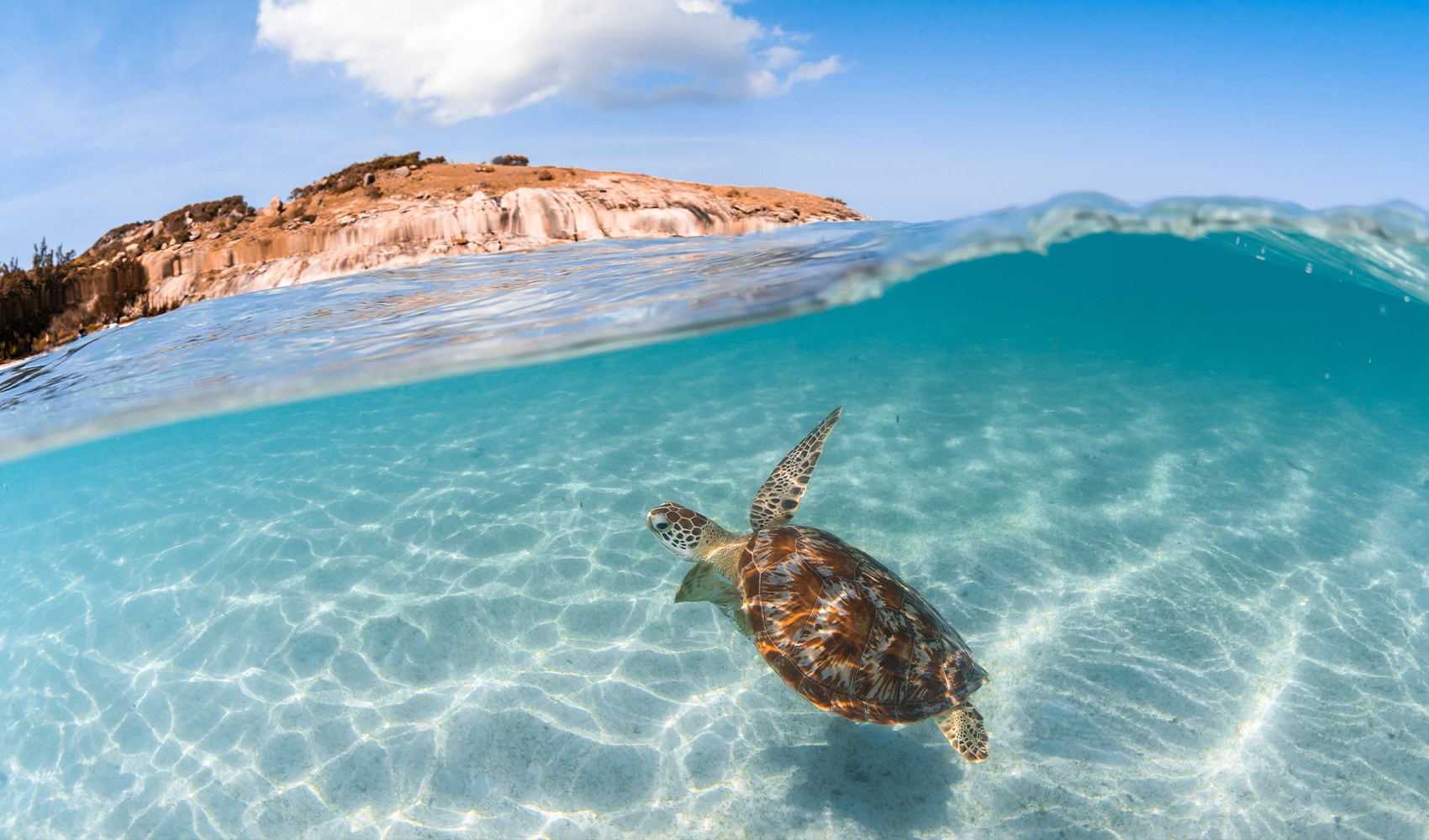 AU-accommodatie-Lizard-Island-resort-turtle.jpg