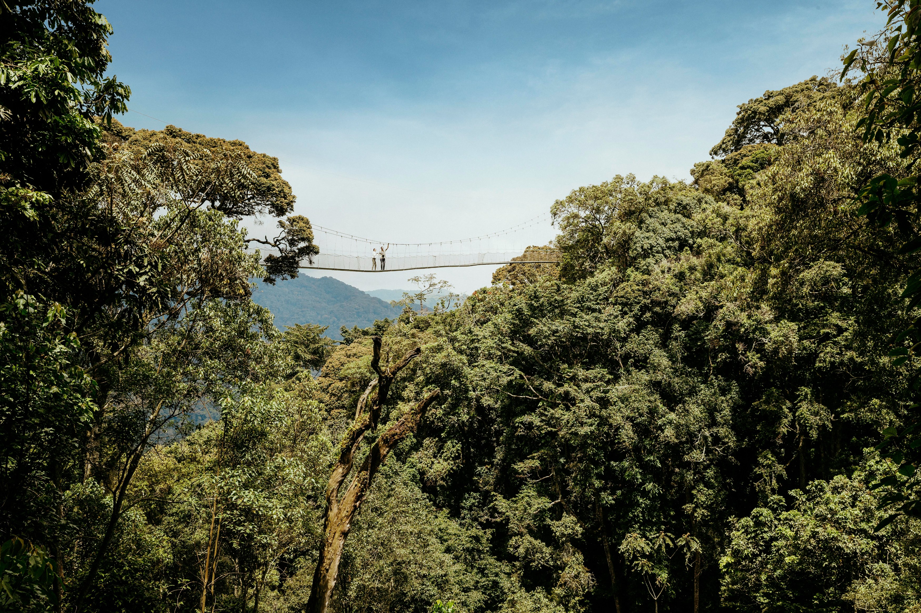 RW-One & Only Nyungwe House-canopy walk.jpg