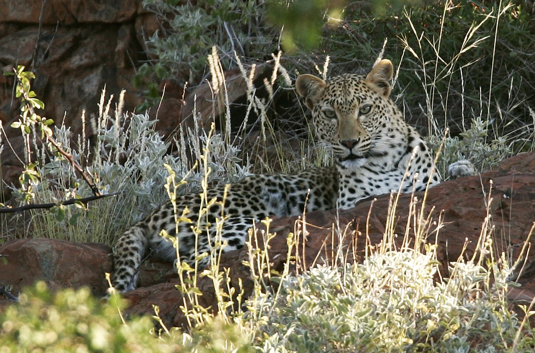NA - Desert Rhino Camp - Leopard at Camp.jpg