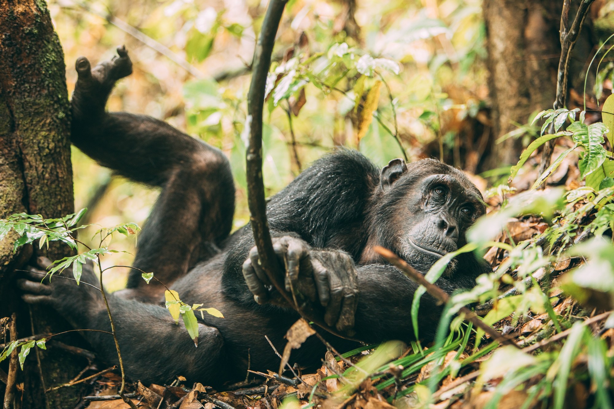TZ-Greystoke Mahale-chimpansee 1.jpg