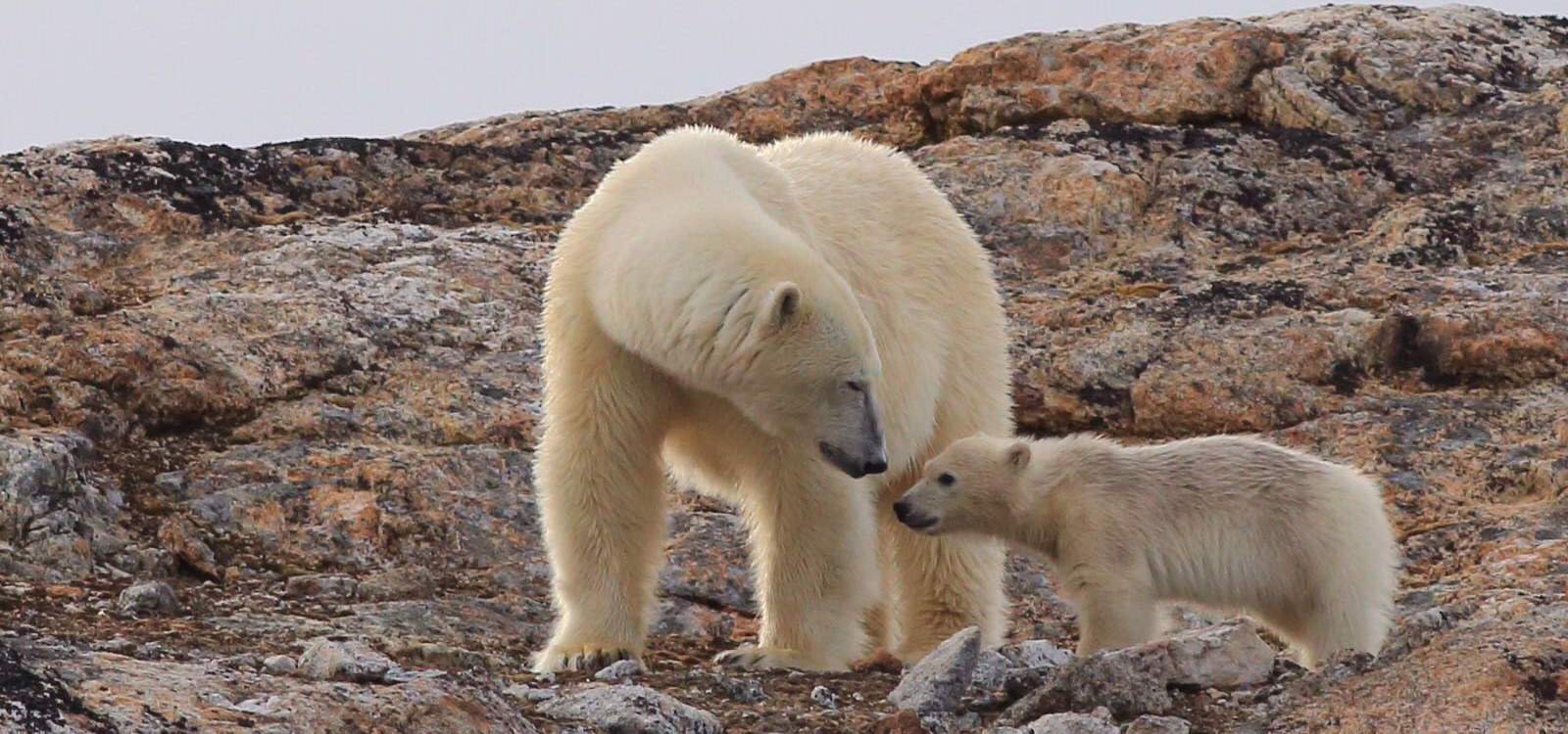 SJ-Greg-Mortimer-tour-Realm-of-the-Ice-Bear-polar-bears.jpg