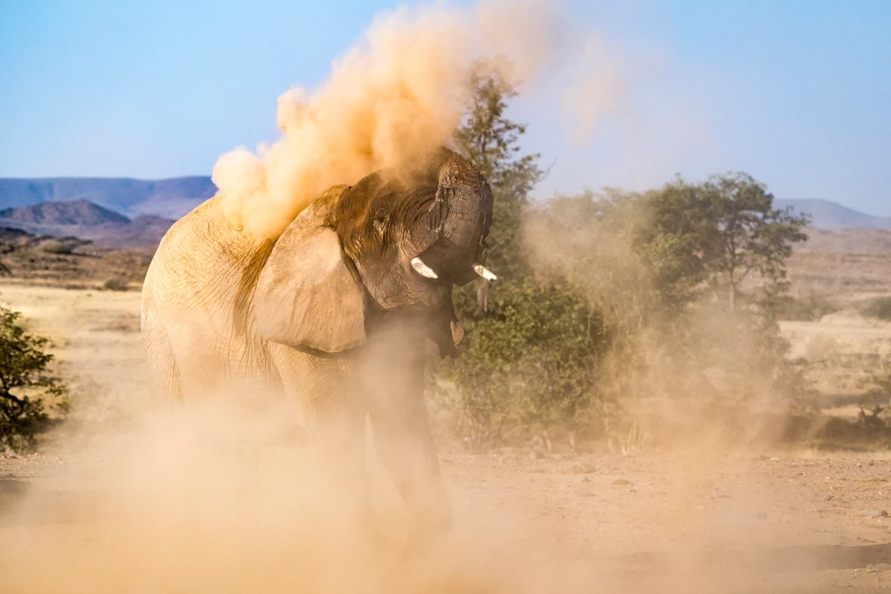 NA-Damaraland Camp-elephant taking dust bath.webp