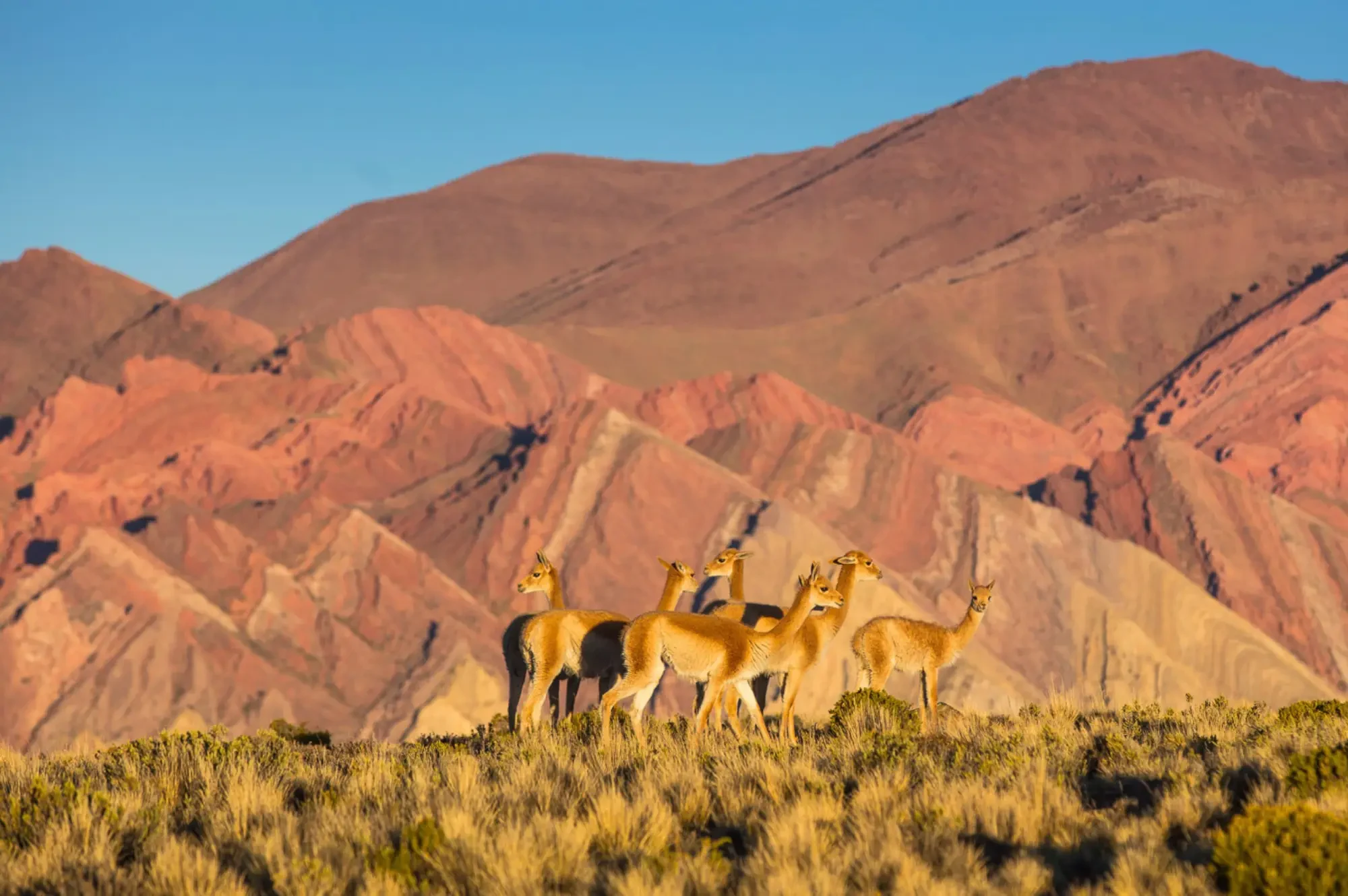 paysage-argentine-salta.webp