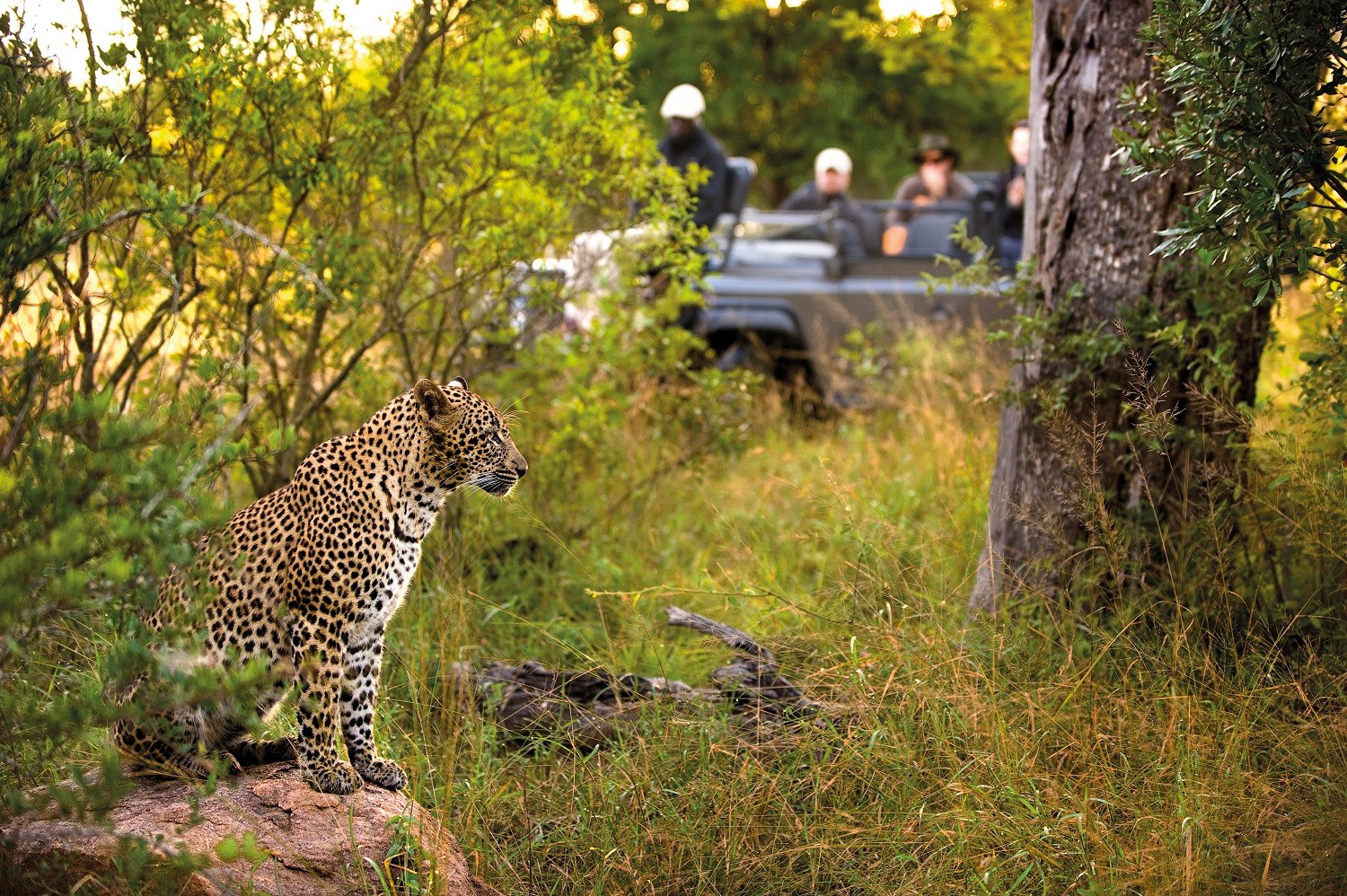 ZA-Lion Sands Narina Lodge-leopard during game drive.jpg