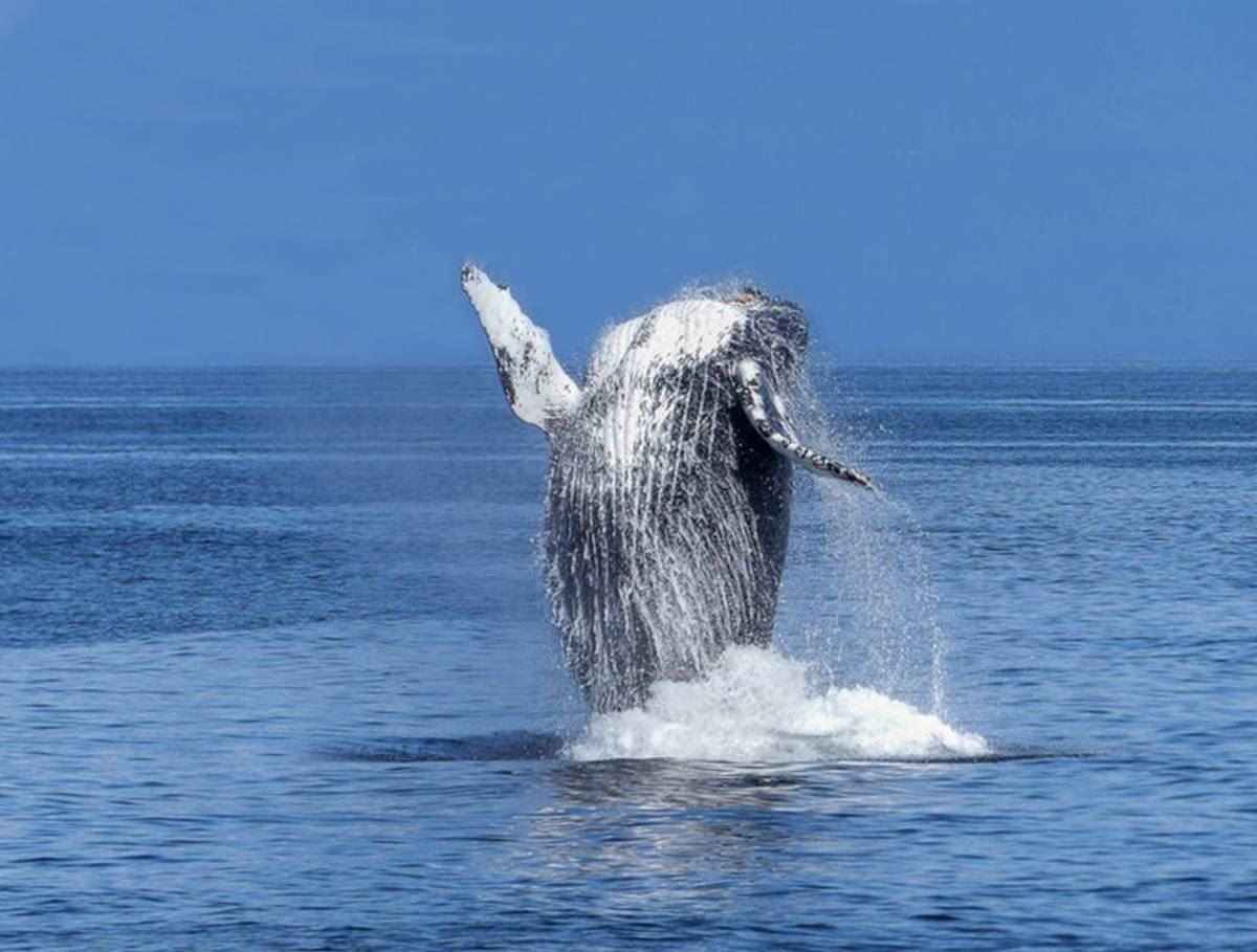 IS-Algemeen-Rib Whale Watching Tour whale.jpg