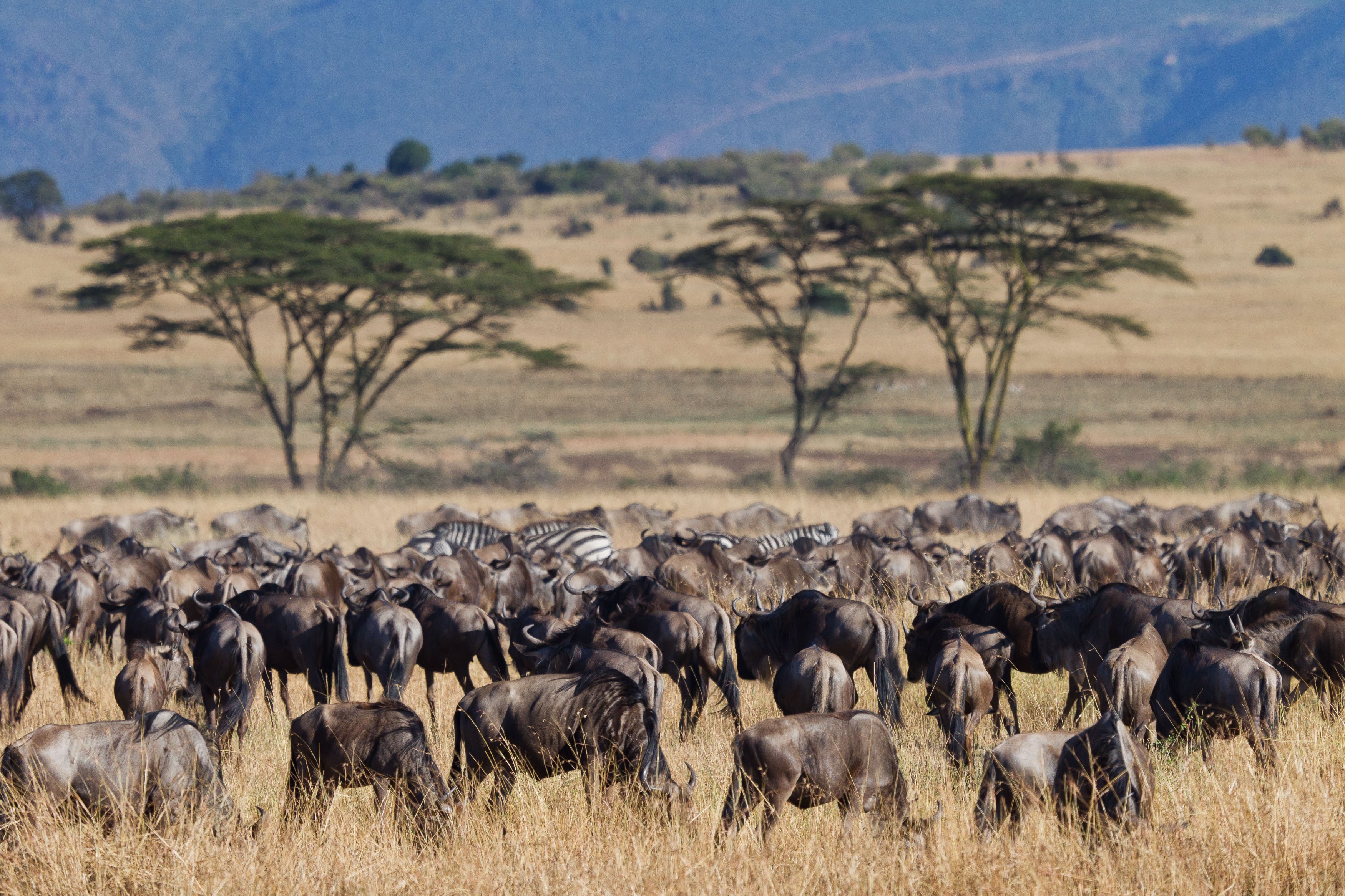 TZ - Serengeti - Wildebeest (2).jpg