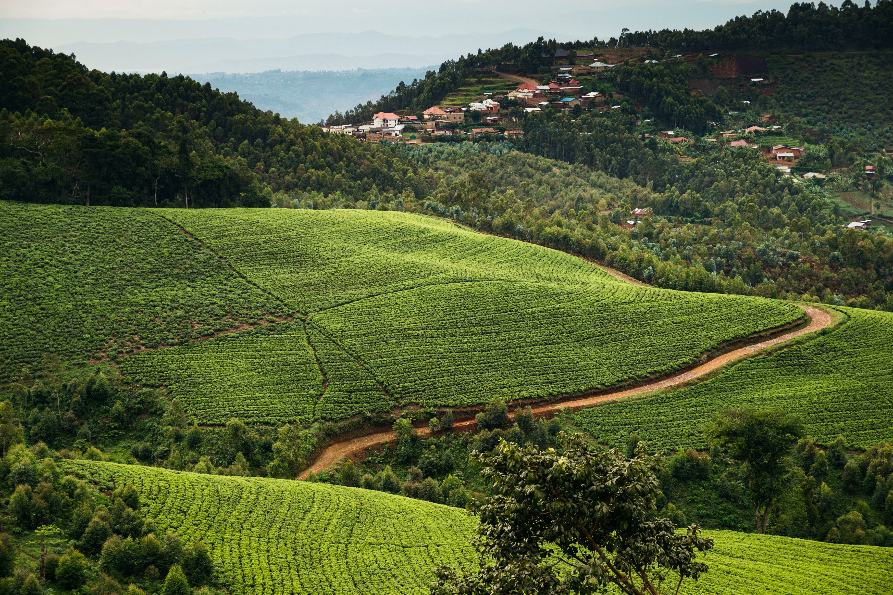 RW-Accommodatie-OandO-Nyungwe-House-Landscape.jpg