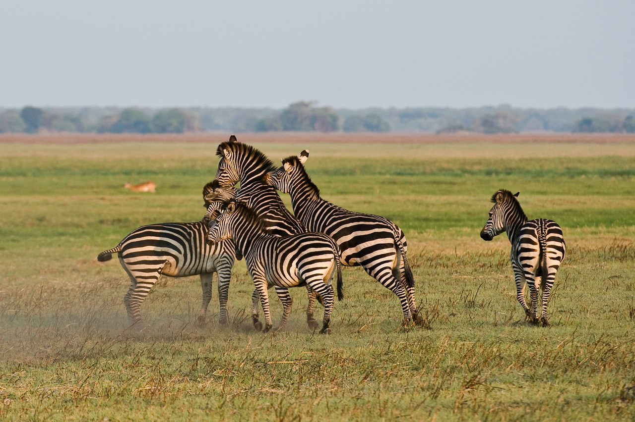 ZM - Busanga Bush Camp - Zebras.jpg