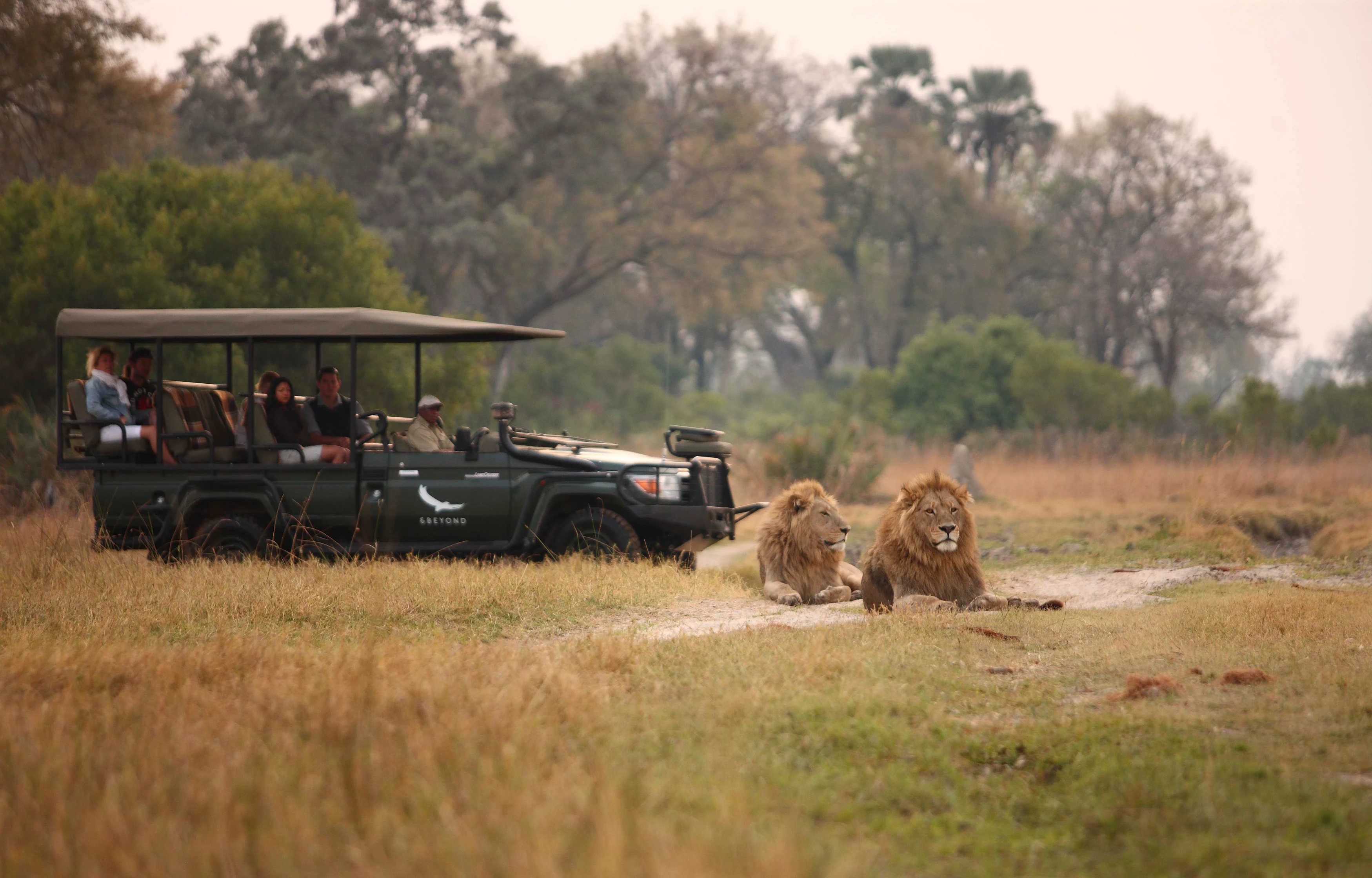BW-Sandibe Okavango Safari Lodge-Two-male-lions-safari-game-drive.webp