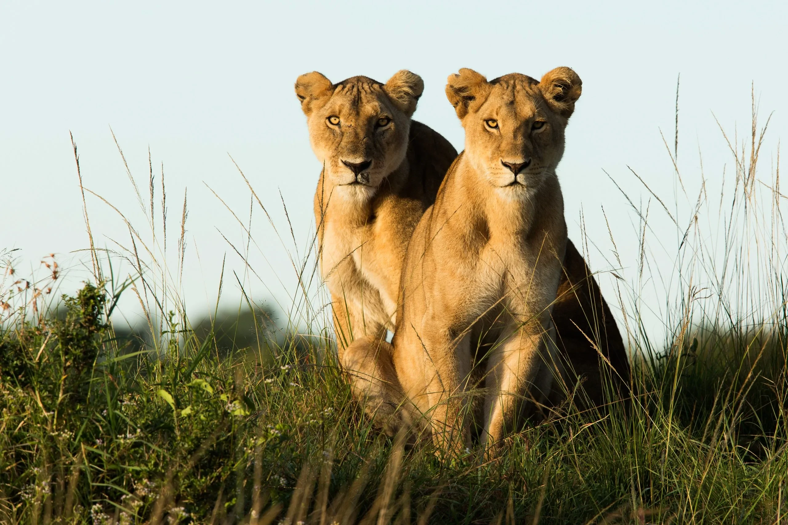 KE - accommodatie -Angama Mara - Wildlife Safari Lioness (2).webp