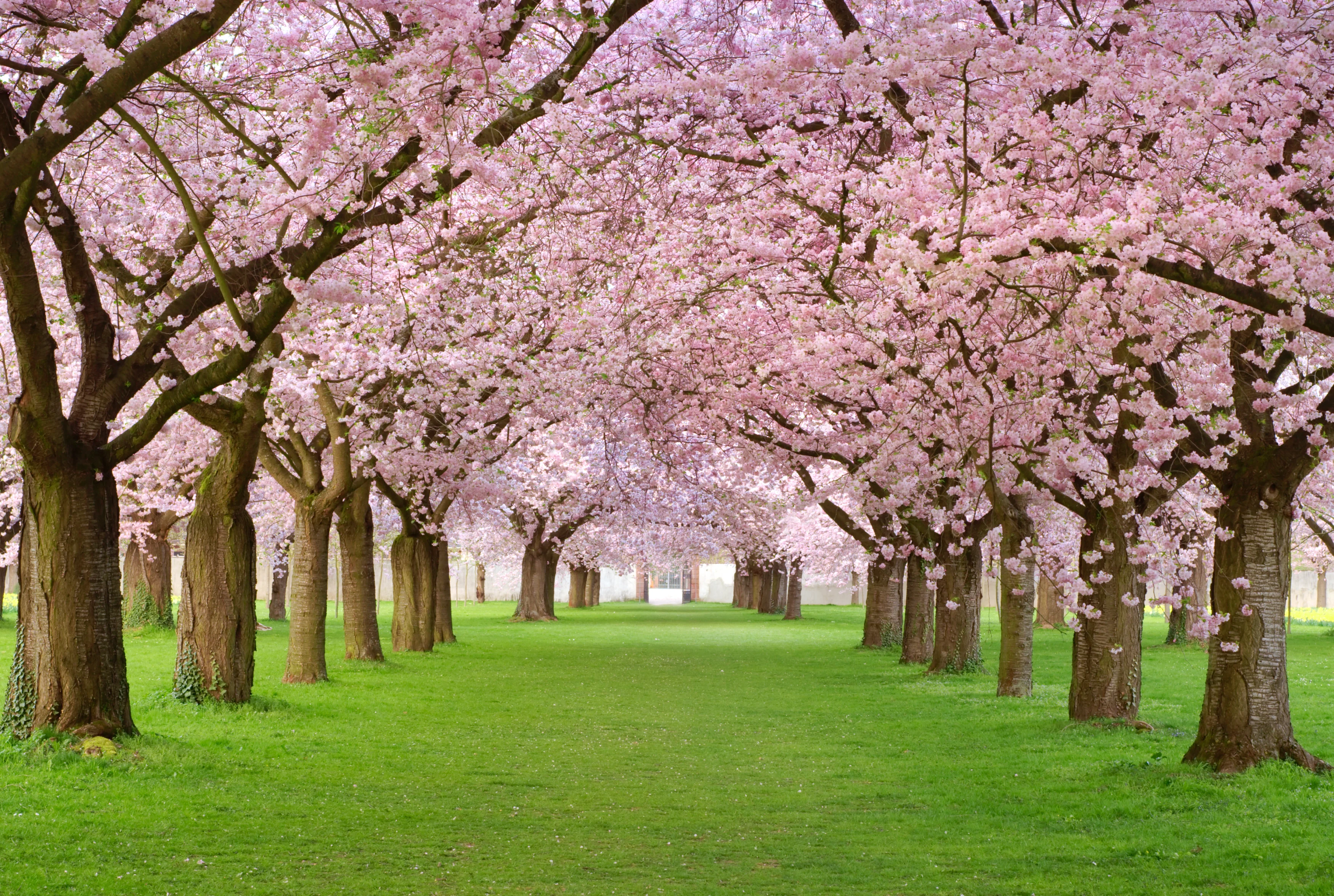 JP - Nature Cherry Blossoms.webp