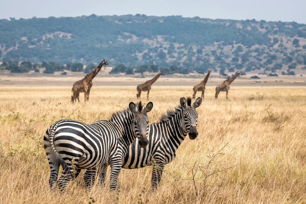 RW - Akagera - burchells zebra with giraffe.webp
