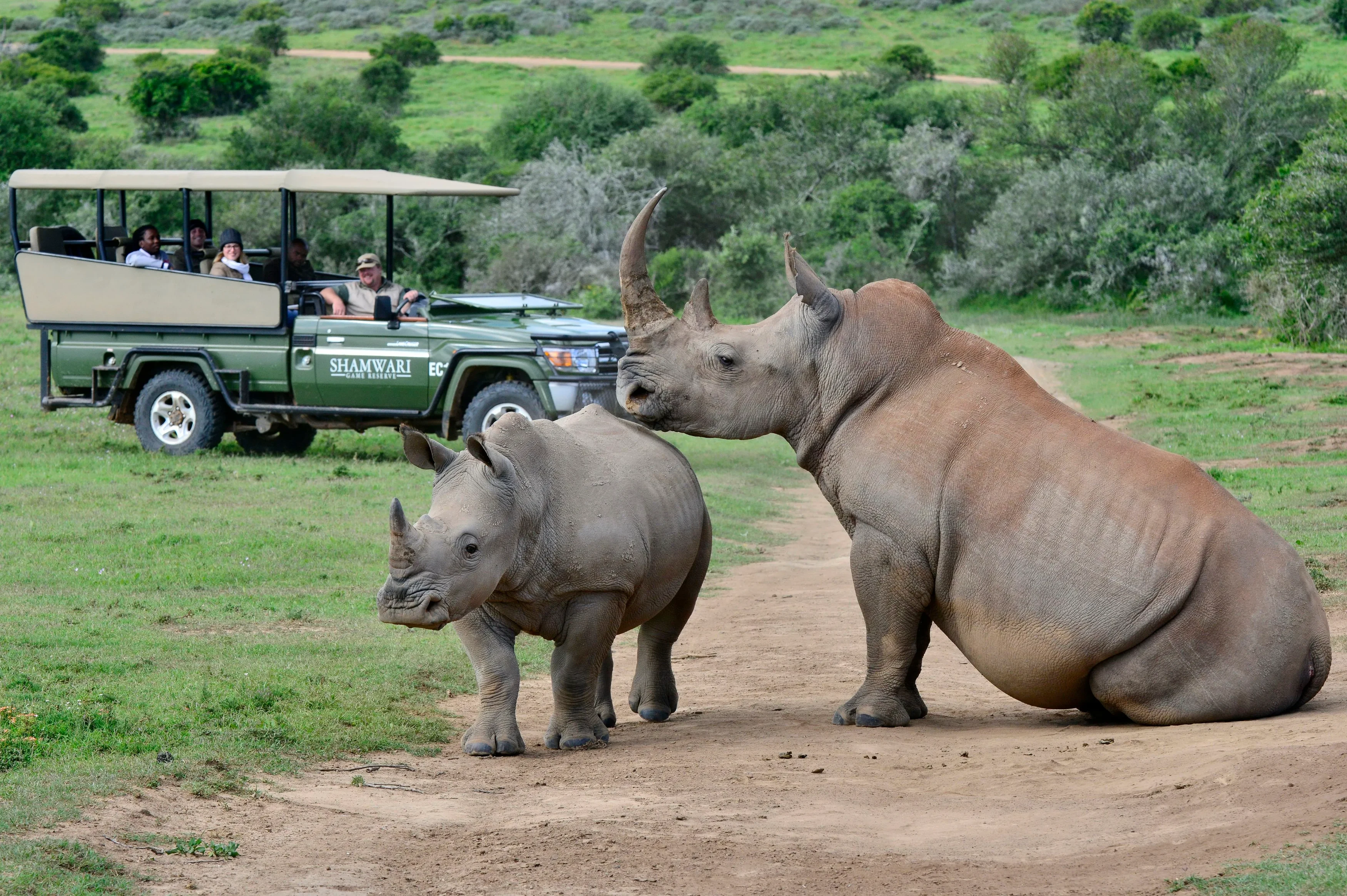ZA-Shamwari Bayethe-Gamedrive - rhinos.webp