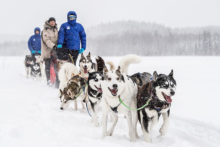 SE-Excursie-Husky Sledetocht-sled.jpg
