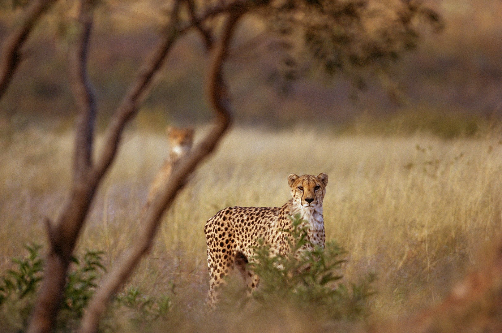 NA-Okonjima- cheetah 5.jpg
